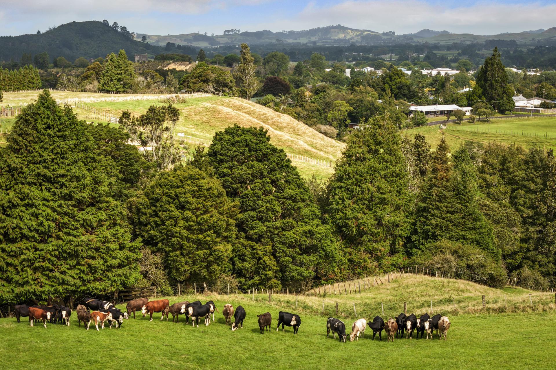 54 Thorn Road, Waihi