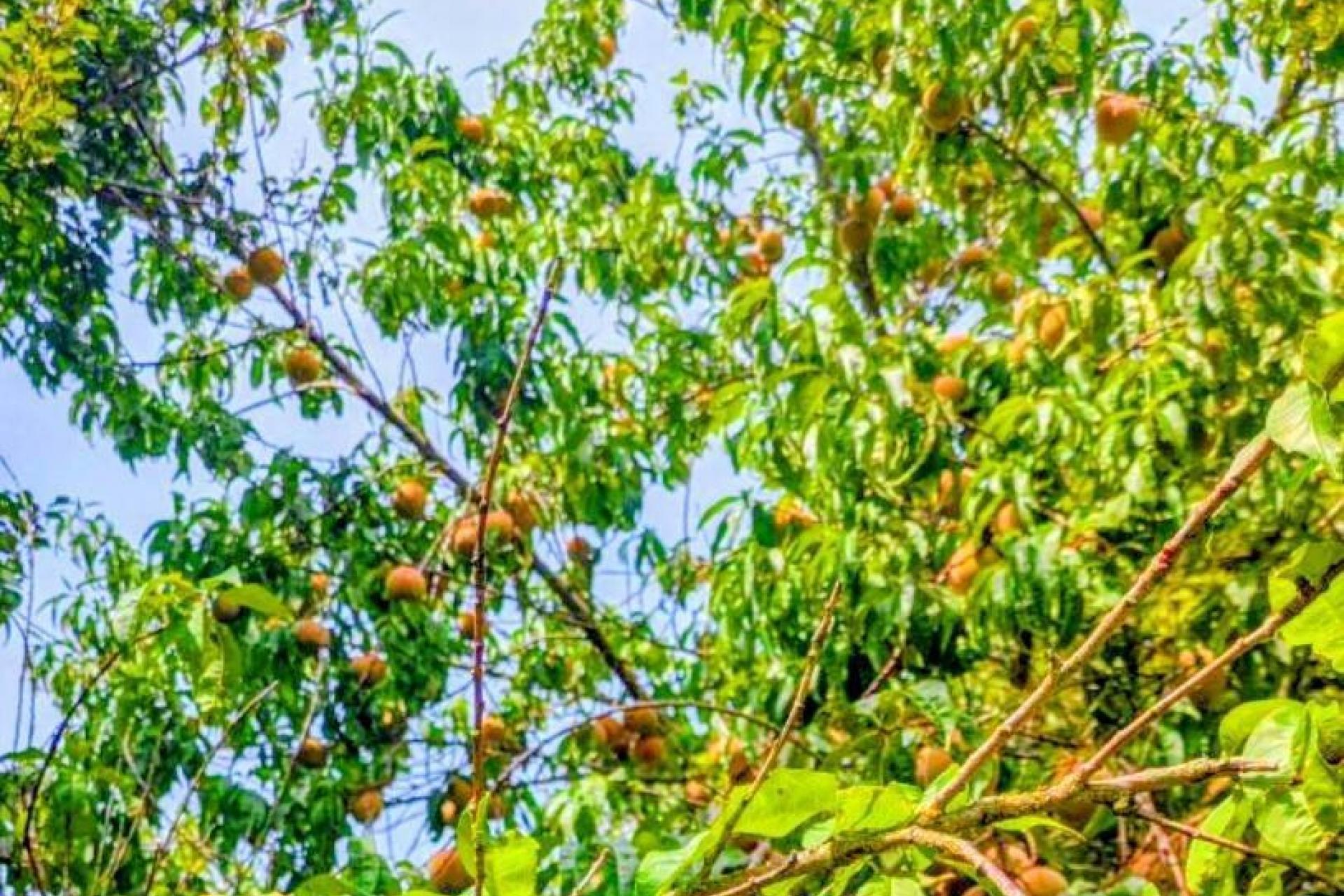 9 Buckley Street, Cheviot