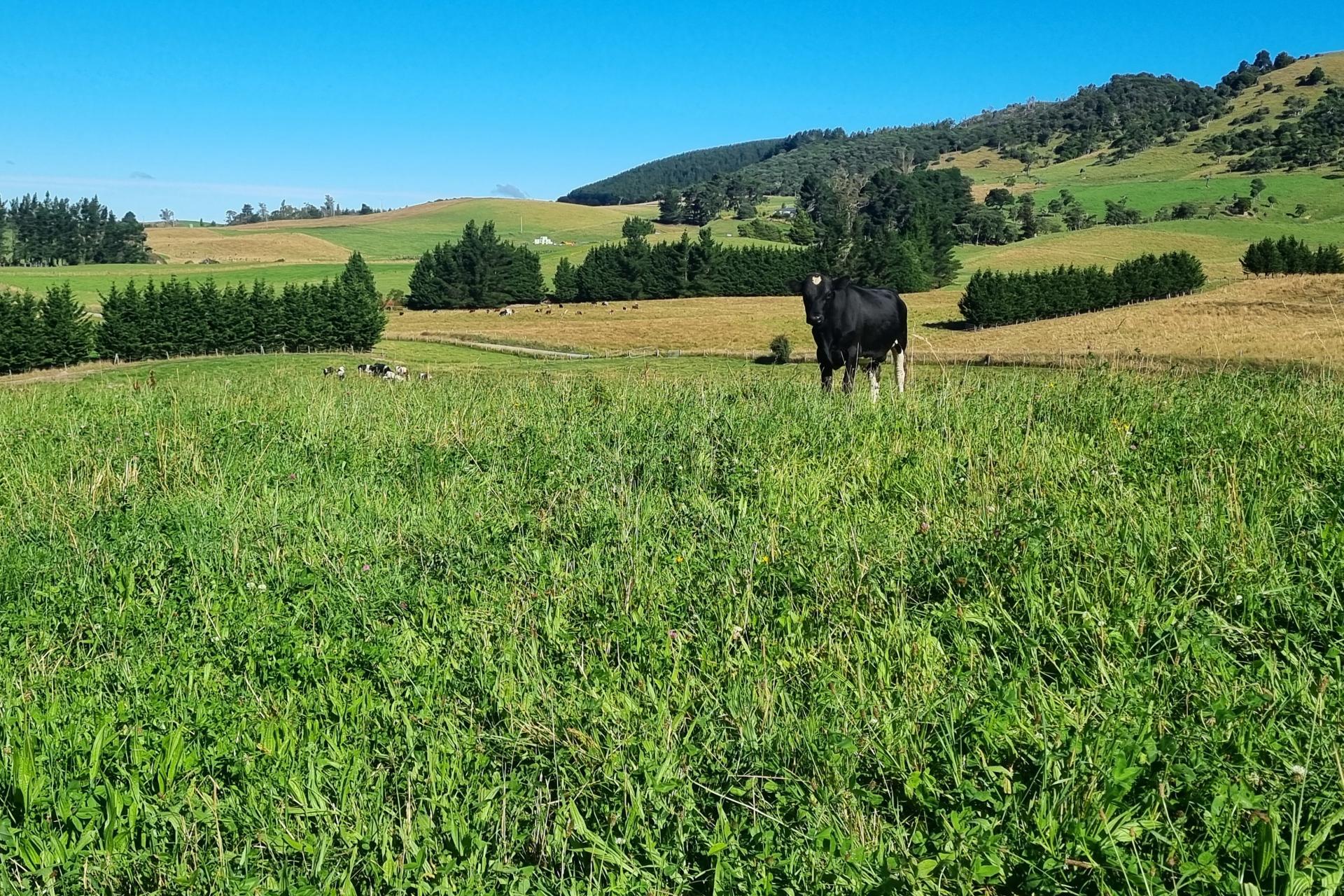 2000 Hillfoot Road, Warepa