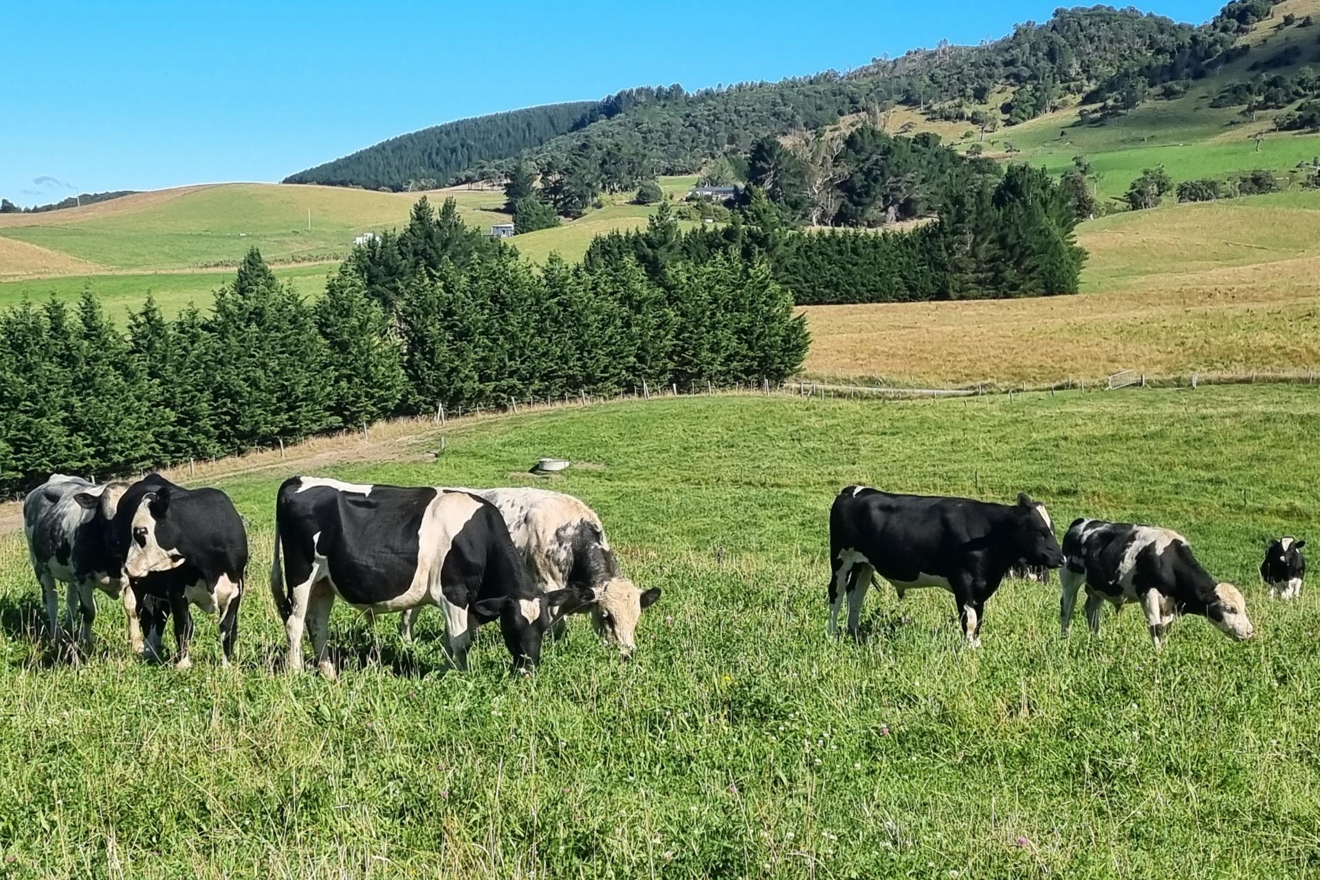 2000 Hillfoot Road, Warepa