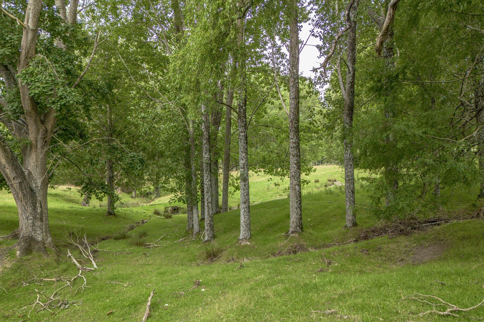 1344 Ngapaeruru Road, Dannevirke