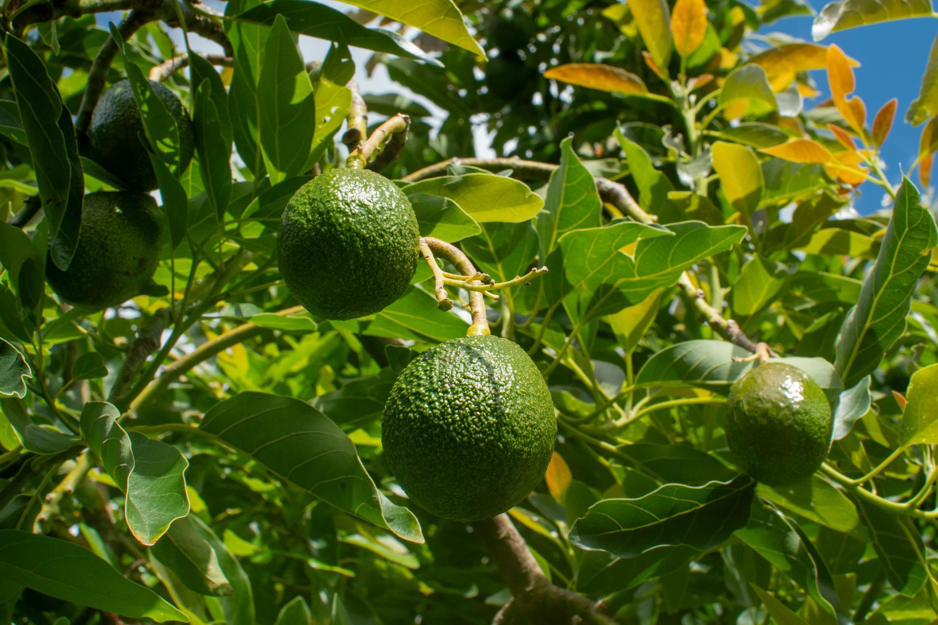 169 Tuapiro Road, Katikati