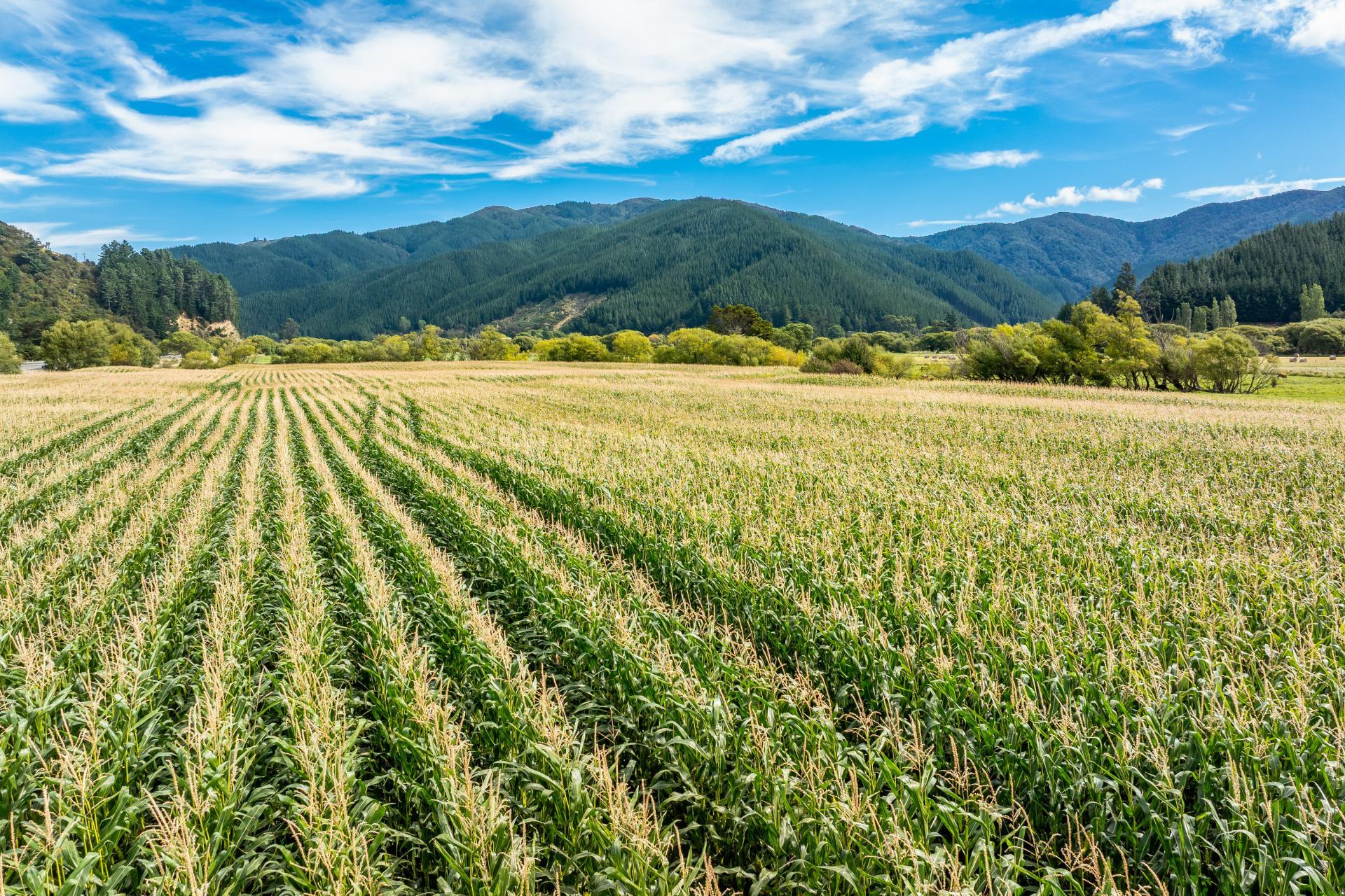 State Highway 1, Koromiko