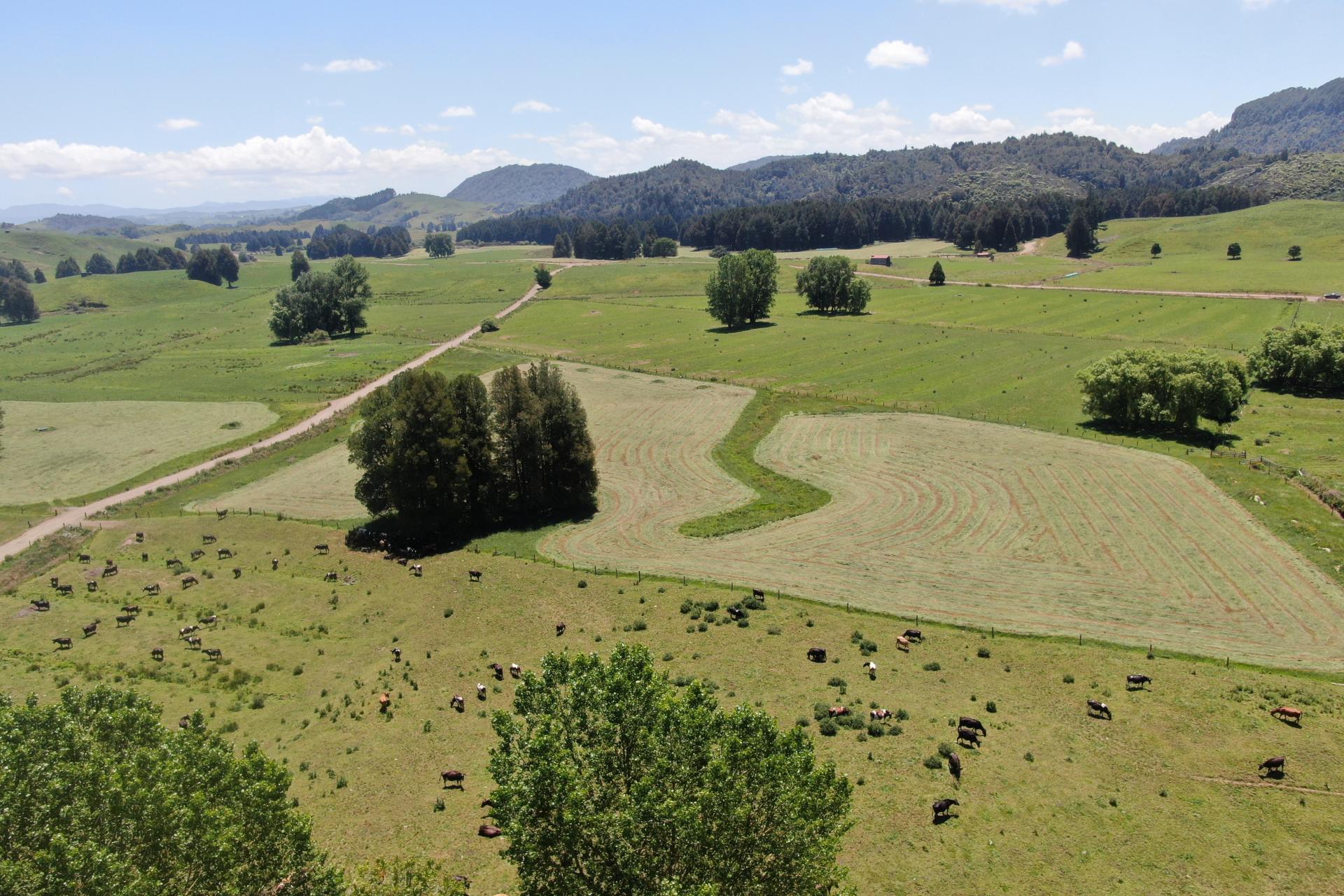 24 Pukeuha Road, Aria