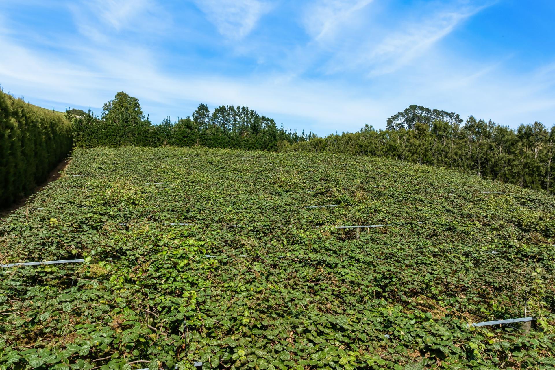 449 Crawford Road, Te Puna