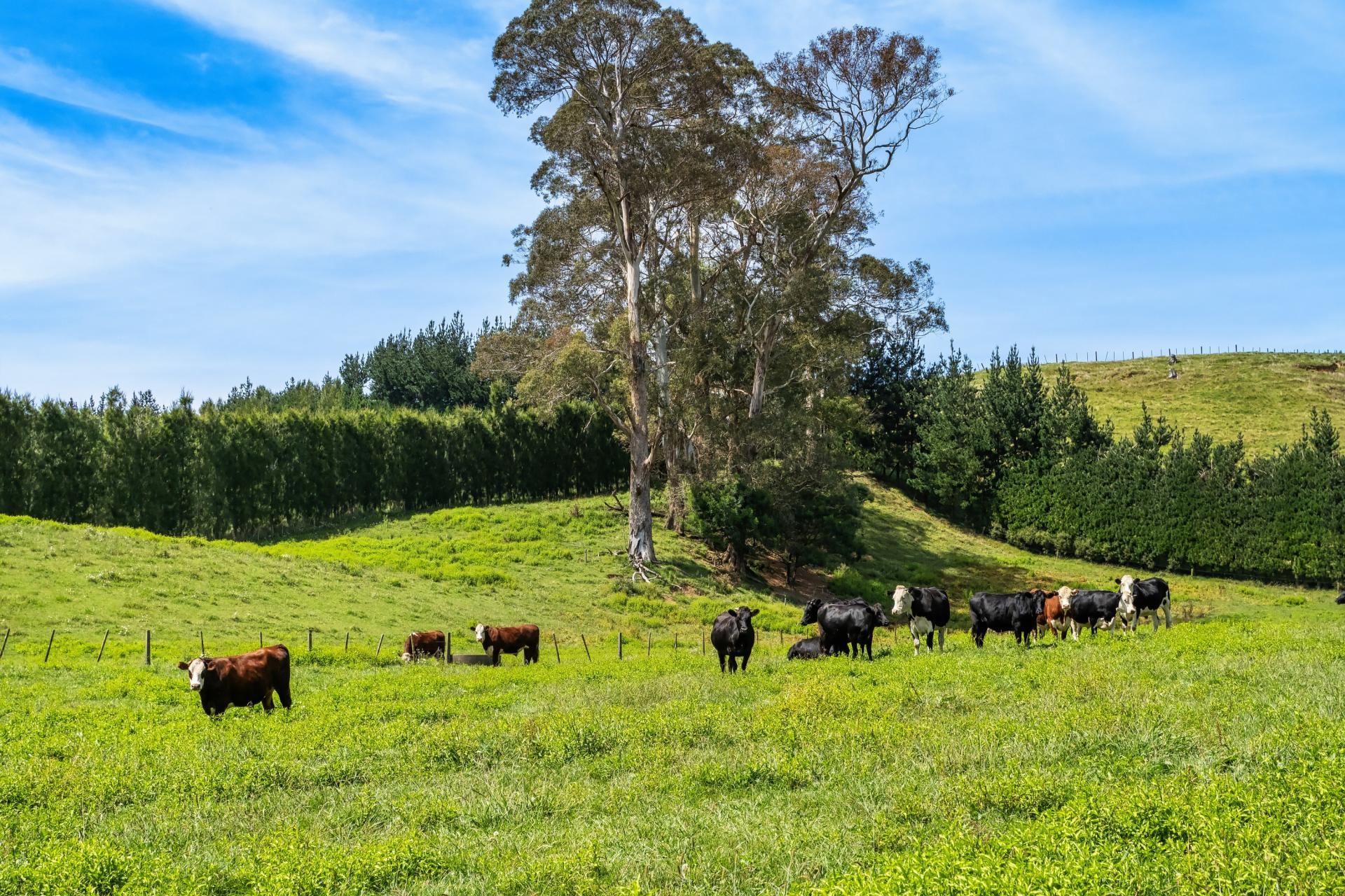 449 Crawford Road, Te Puna
