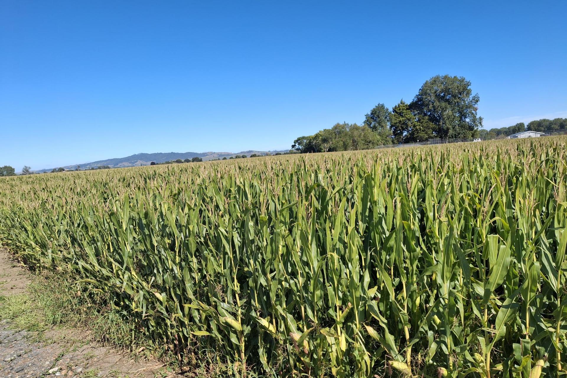 No 1 Road, Springdale