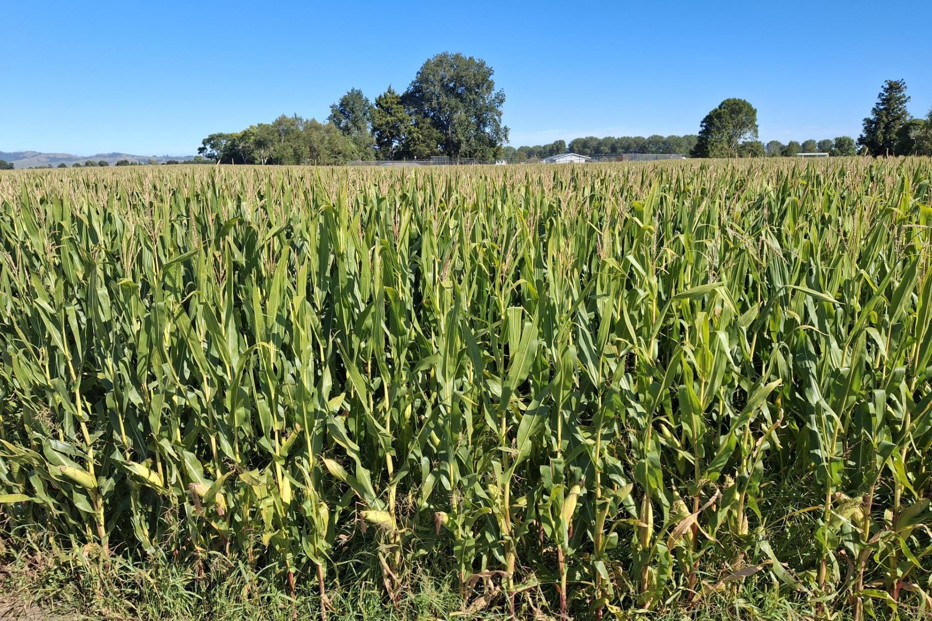 No 1 Road, Springdale