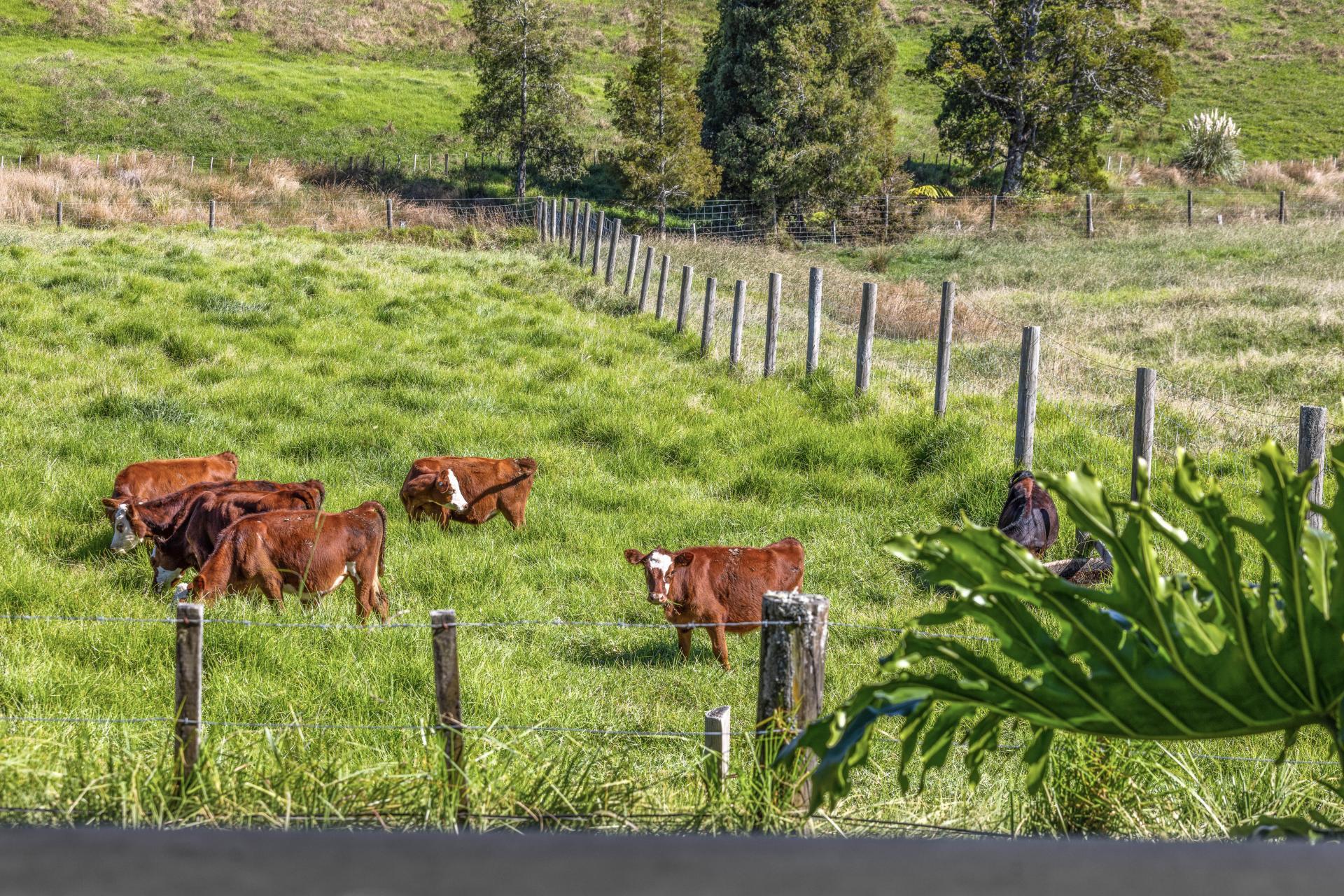 509 Old Woodcocks Road, Kaipara Flats