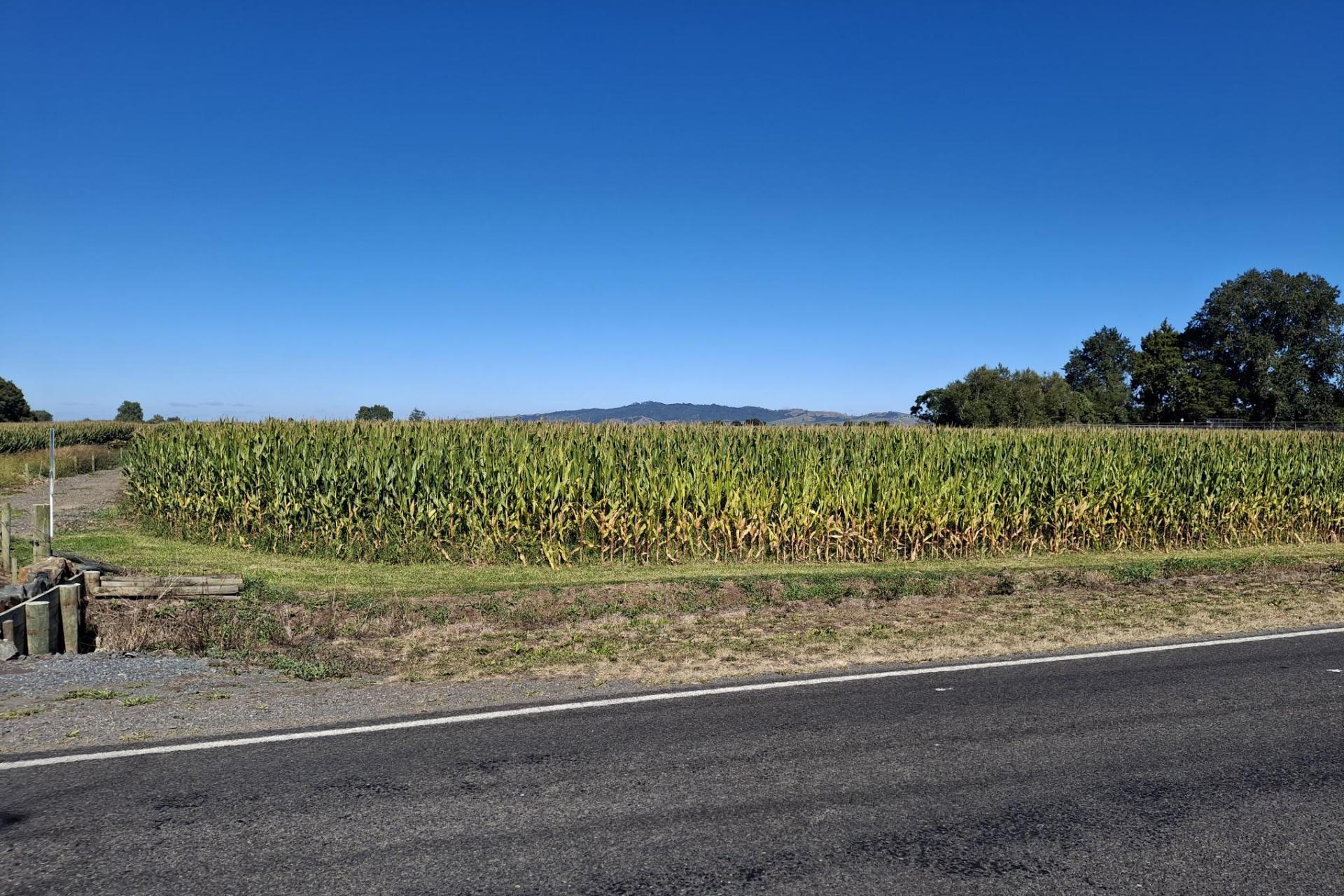 No 1 Road, Springdale