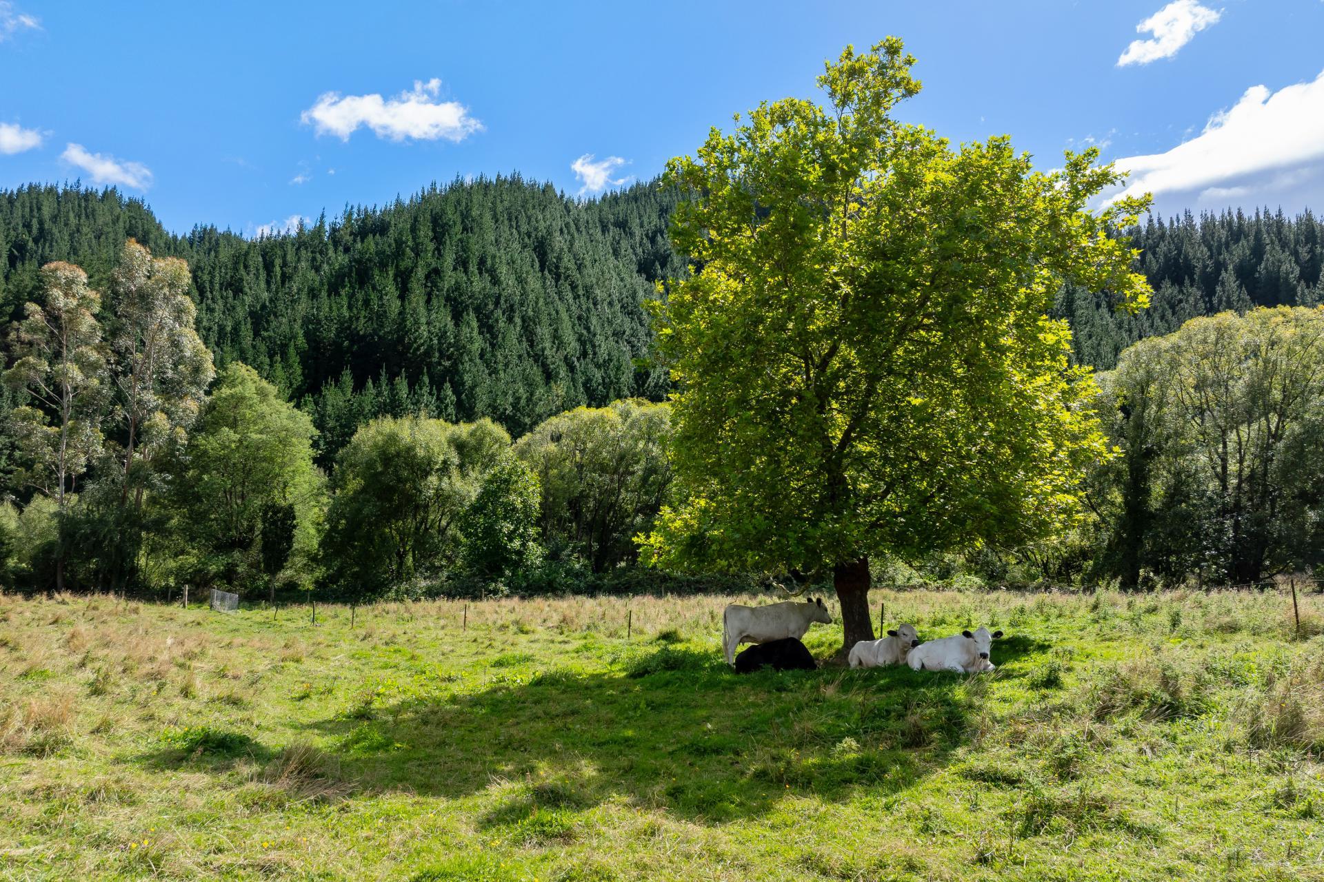 546 Onamalutu Road, Onamalutu