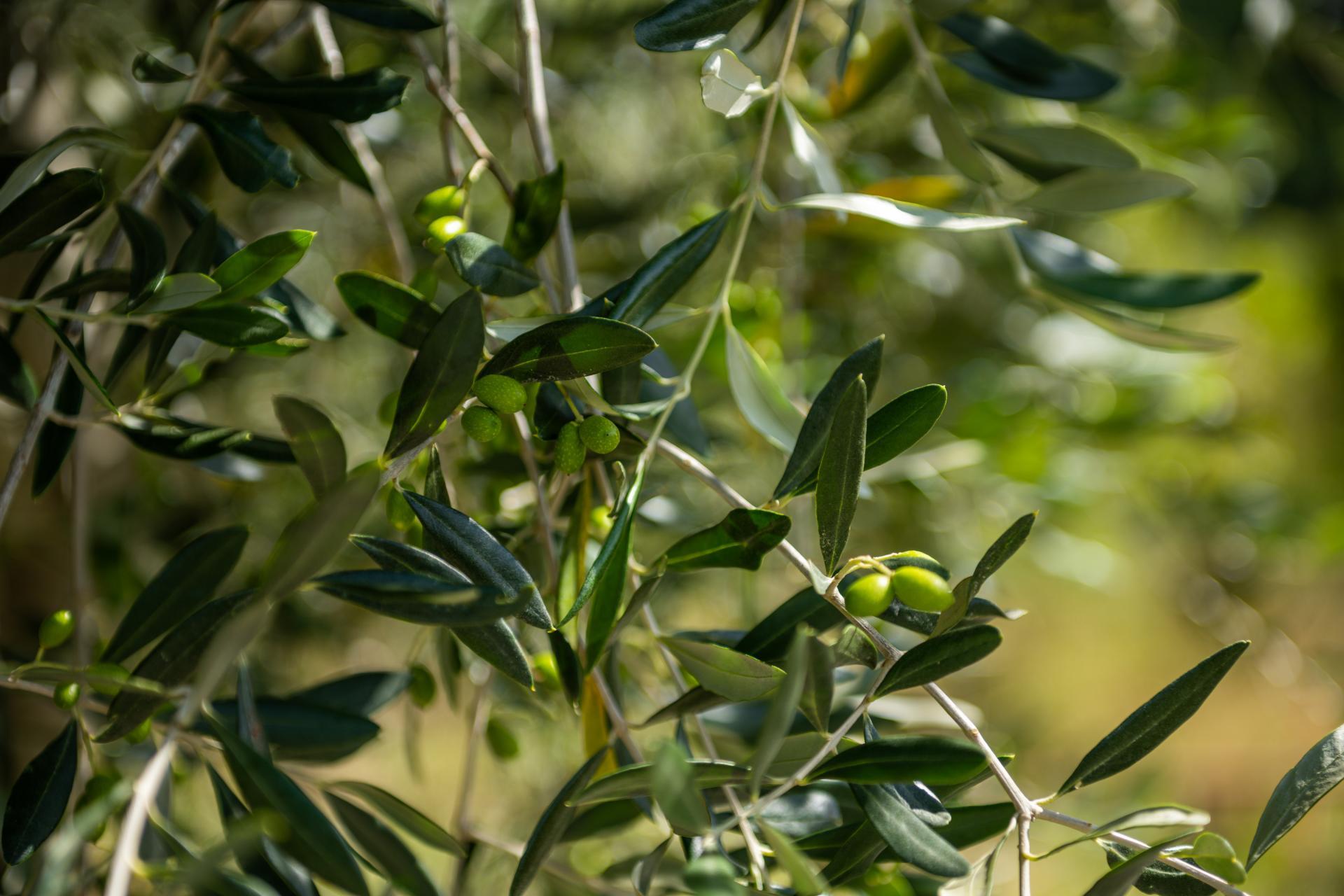 546 Onamalutu Road, Onamalutu