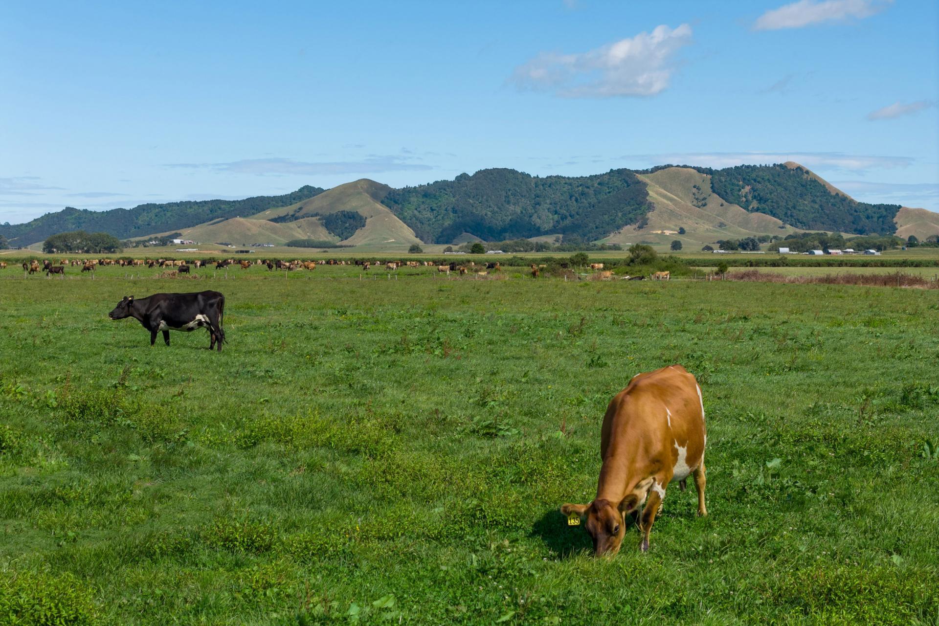 331 Kneebone Road, Orini