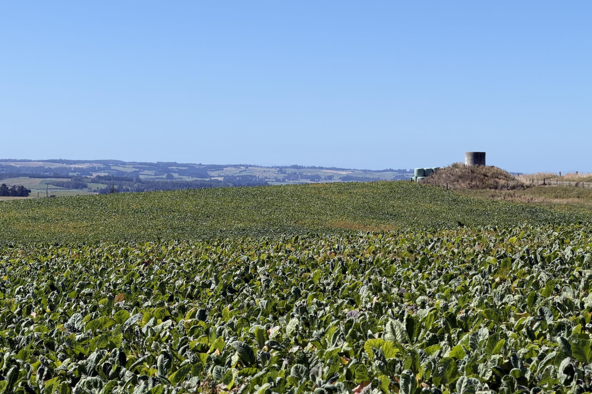 675 Black Bridge Road, Ashley Downs