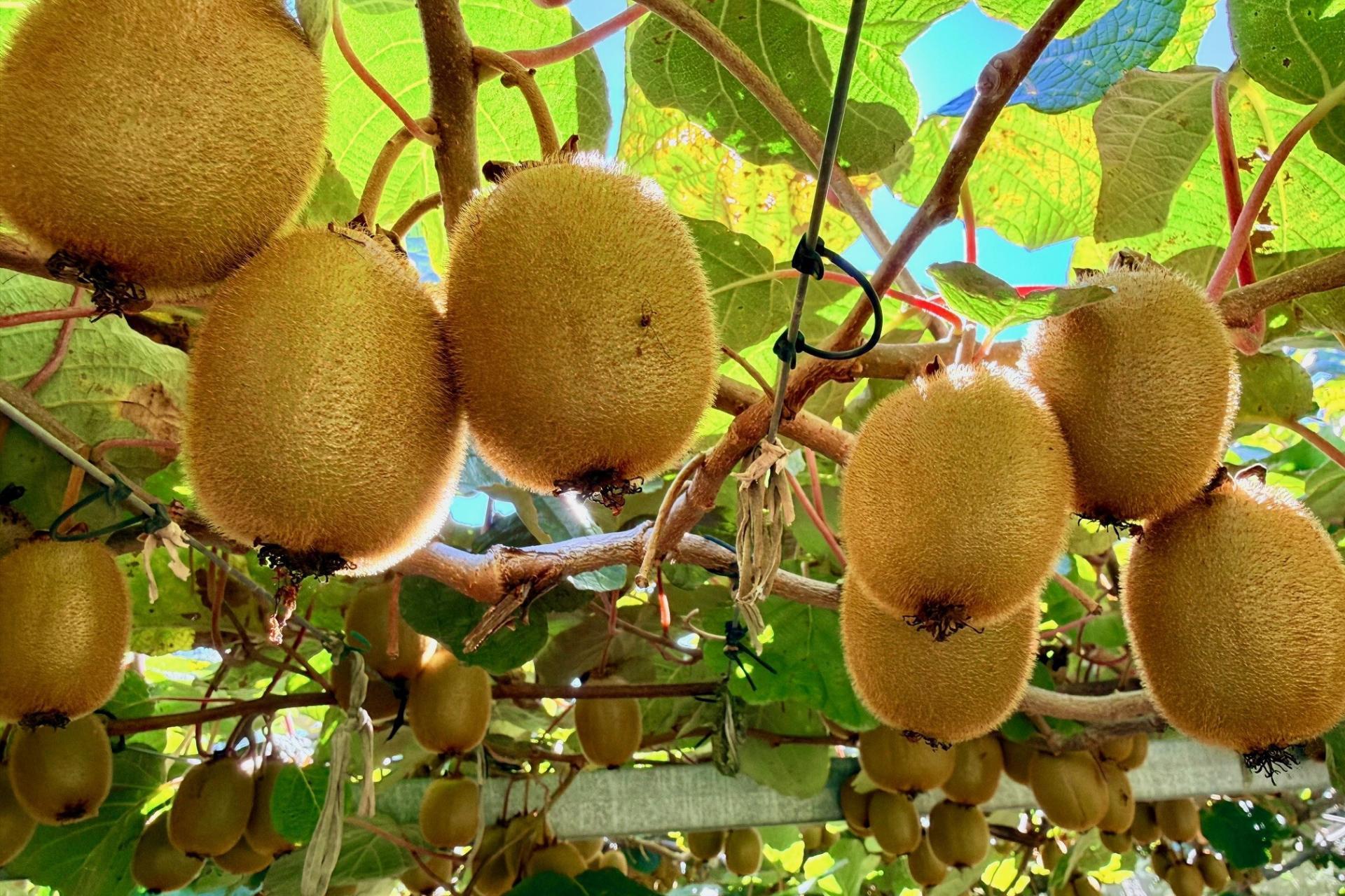 1164 No 3 Road, Te Puke