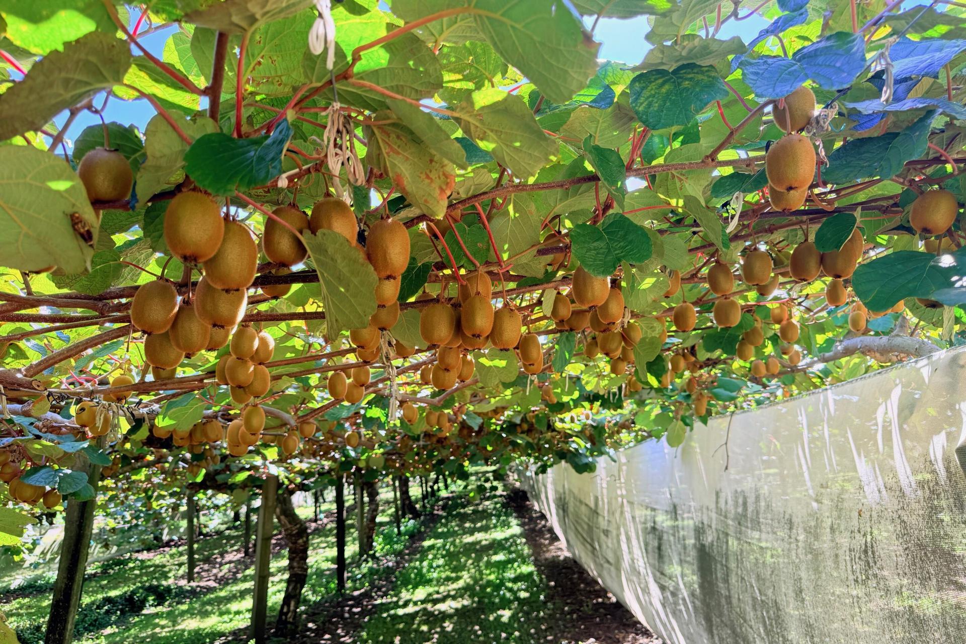 1164 No 3 Road, Te Puke