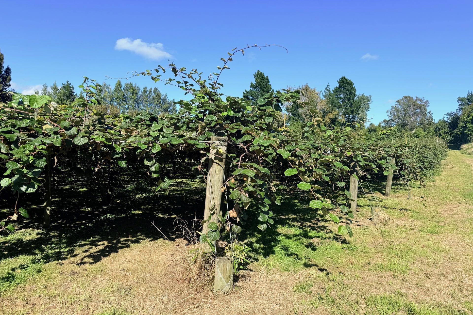 1164 No 3 Road, Te Puke