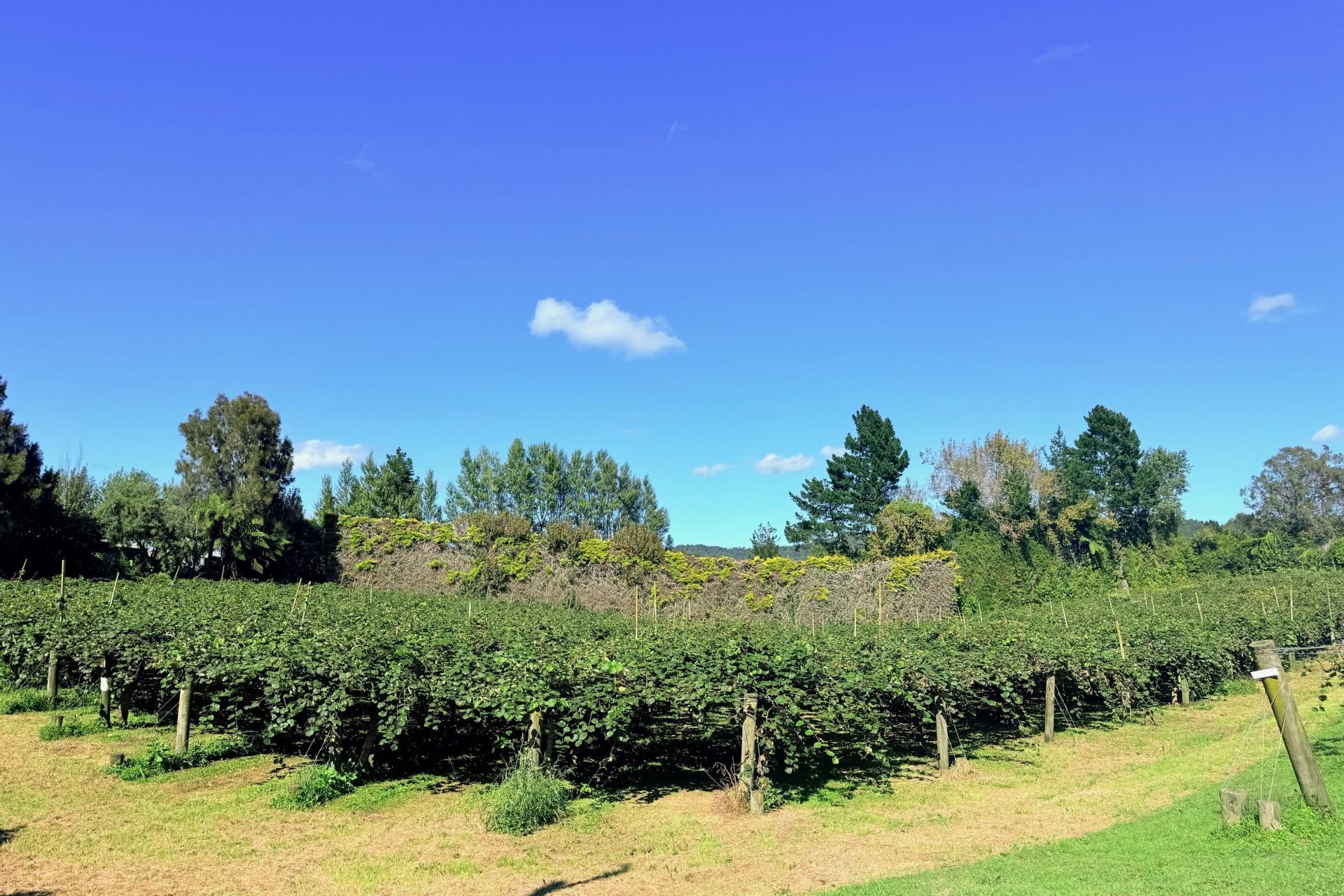 1164 No 3 Road, Te Puke