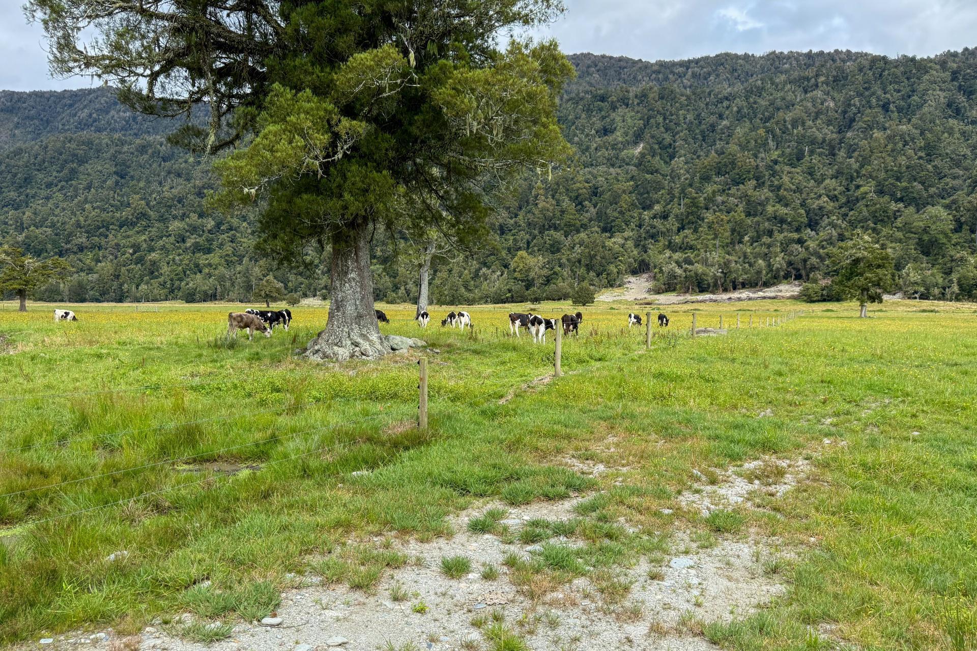 221 Docherty Creek Rd and Waiho Flat Road , Franz Josef