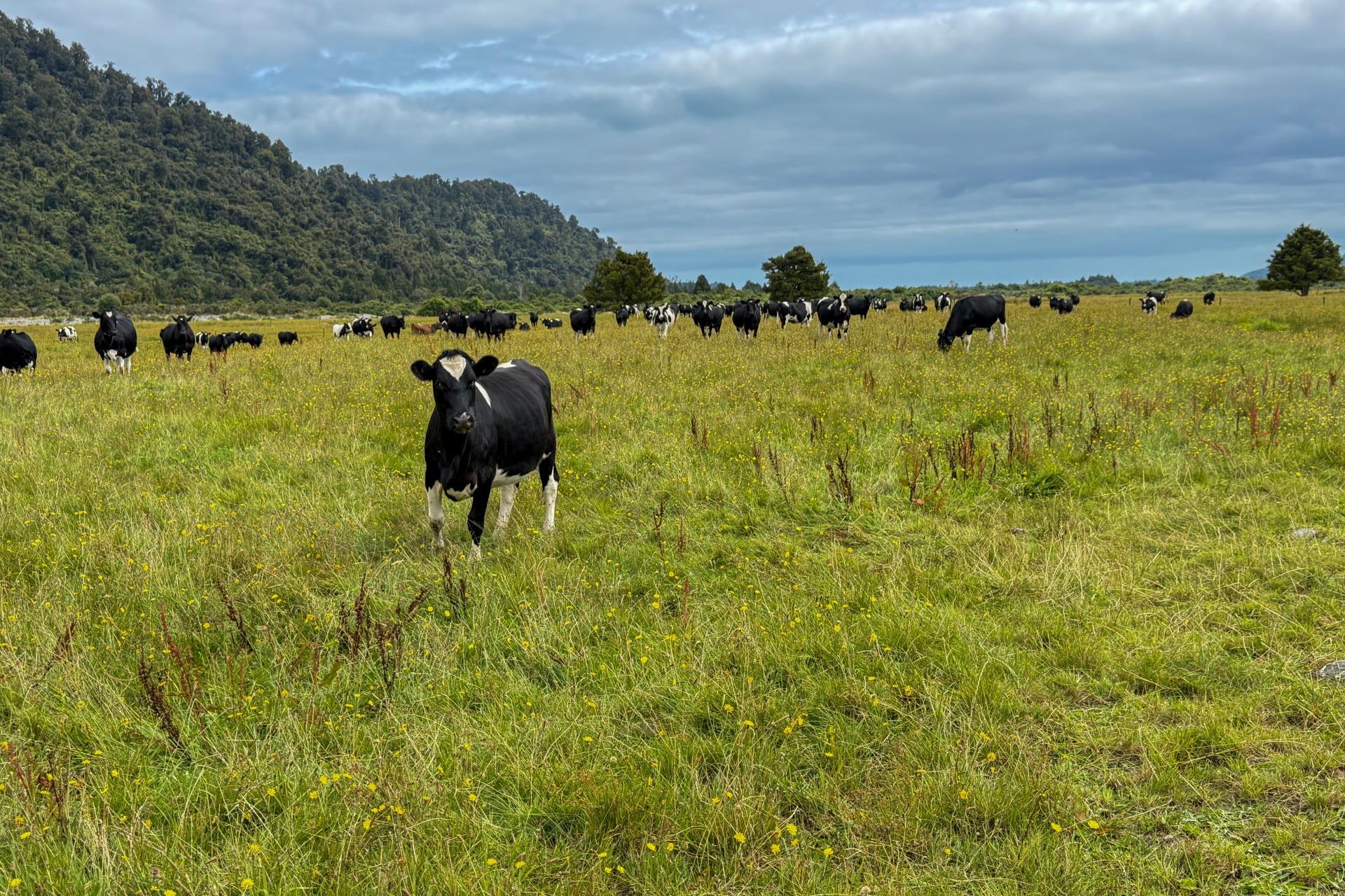 221 Docherty Creek Rd and Waiho Flat Road , Franz Josef