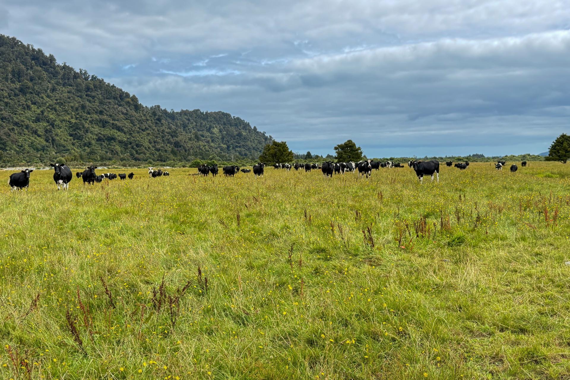 221 Docherty Creek Rd and Waiho Flat Road , Franz Josef