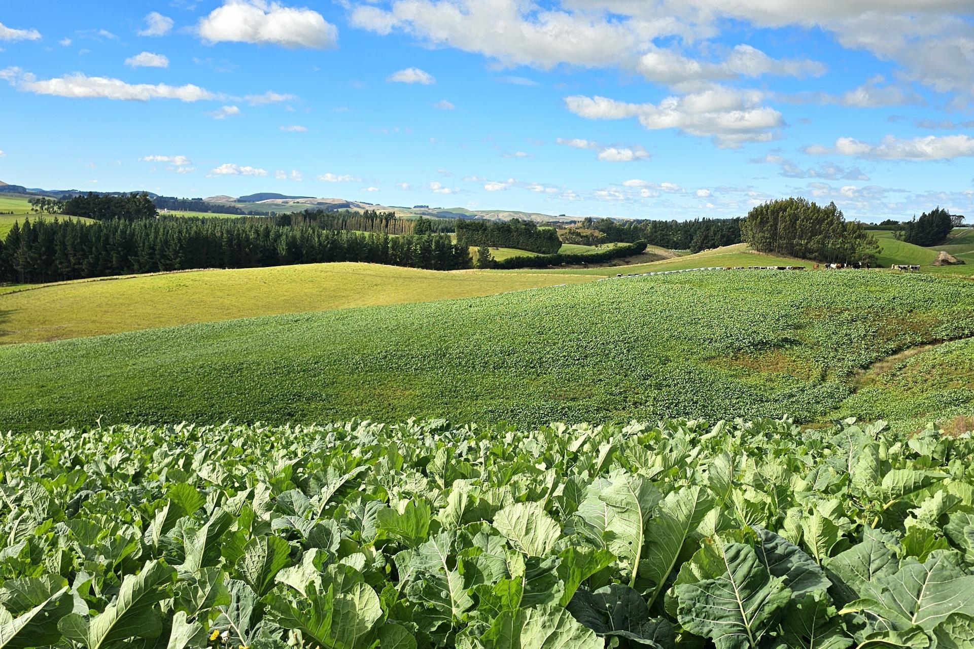 80 Otaria Road, Pukerau