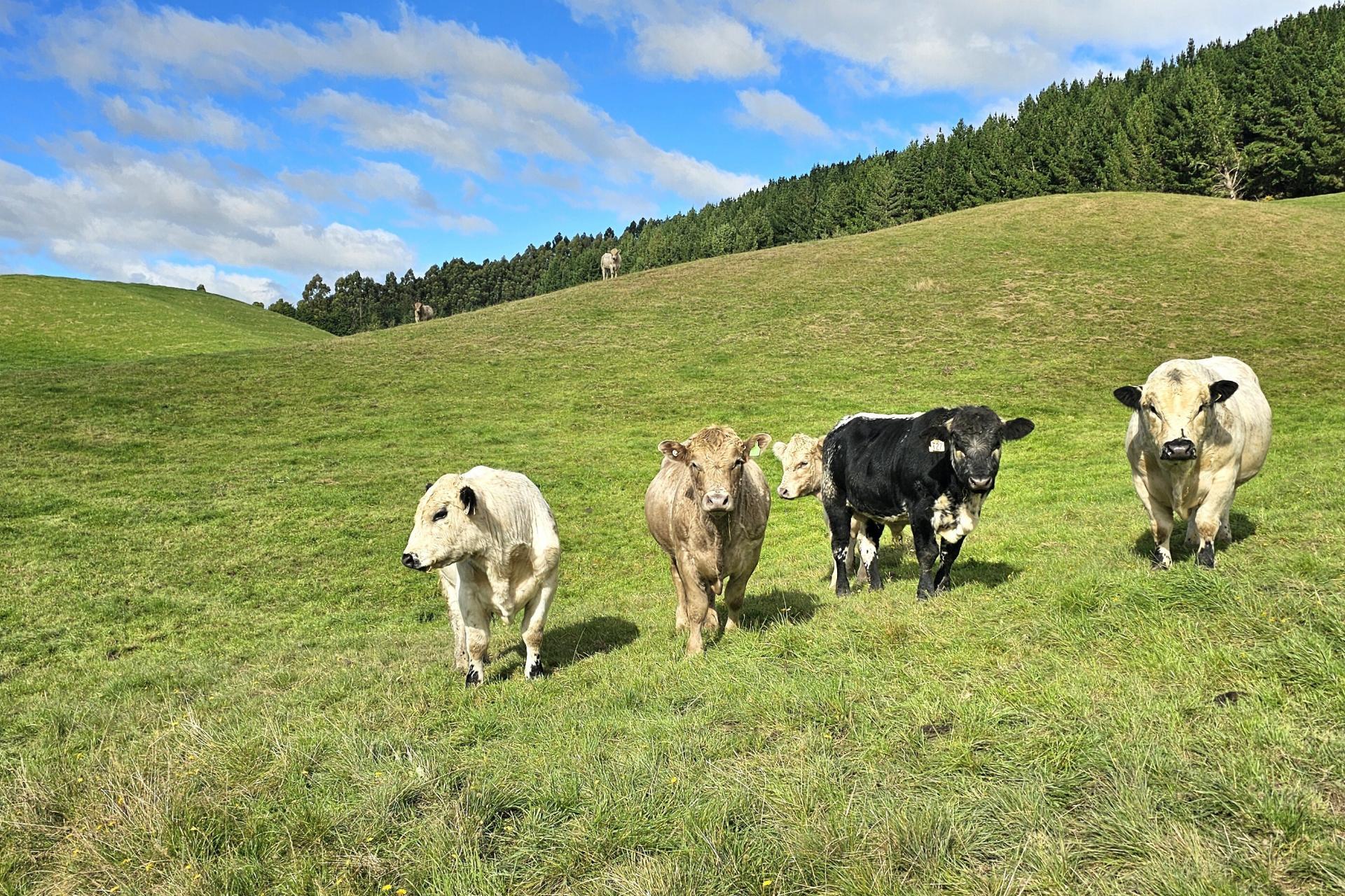 80 Otaria Road, Pukerau
