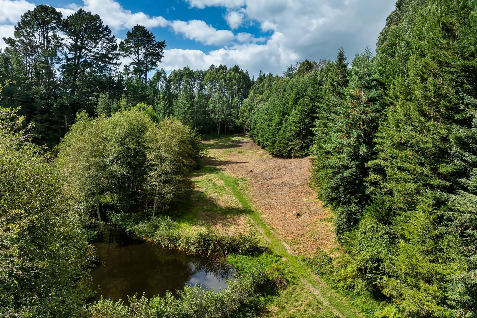 Soldiers Road, Lower Kaimai