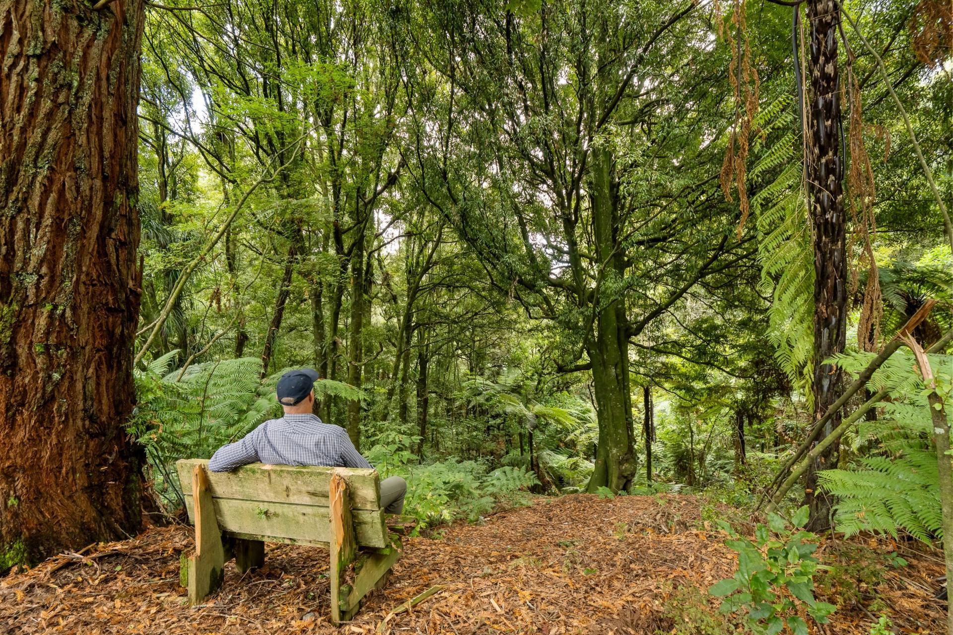 Soldiers Road, Lower Kaimai