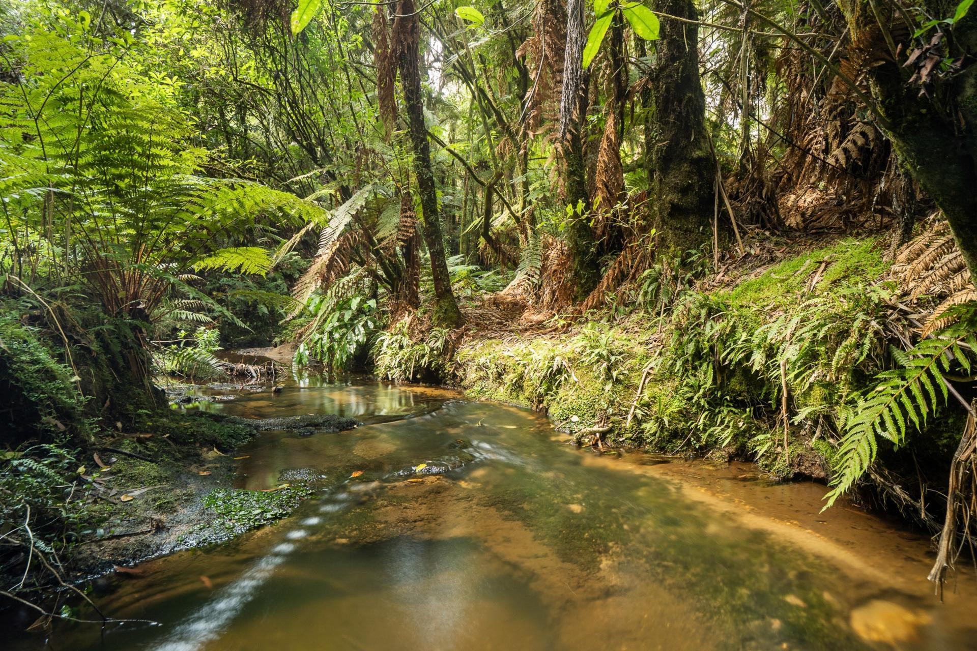 Soldiers Road, Lower Kaimai