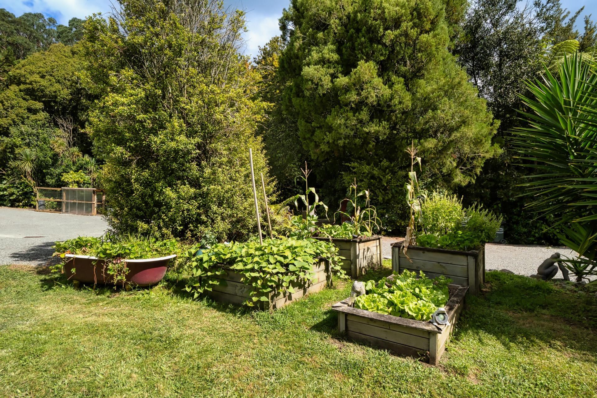 Soldiers Road, Lower Kaimai