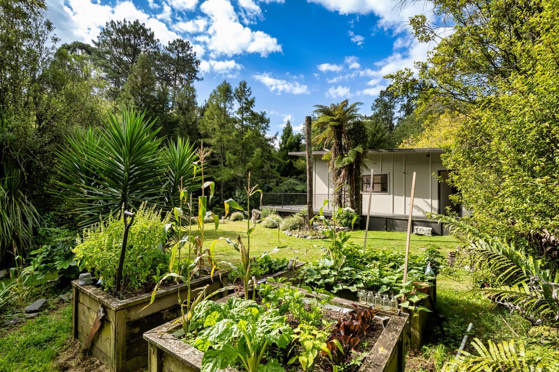 Soldiers Road, Lower Kaimai