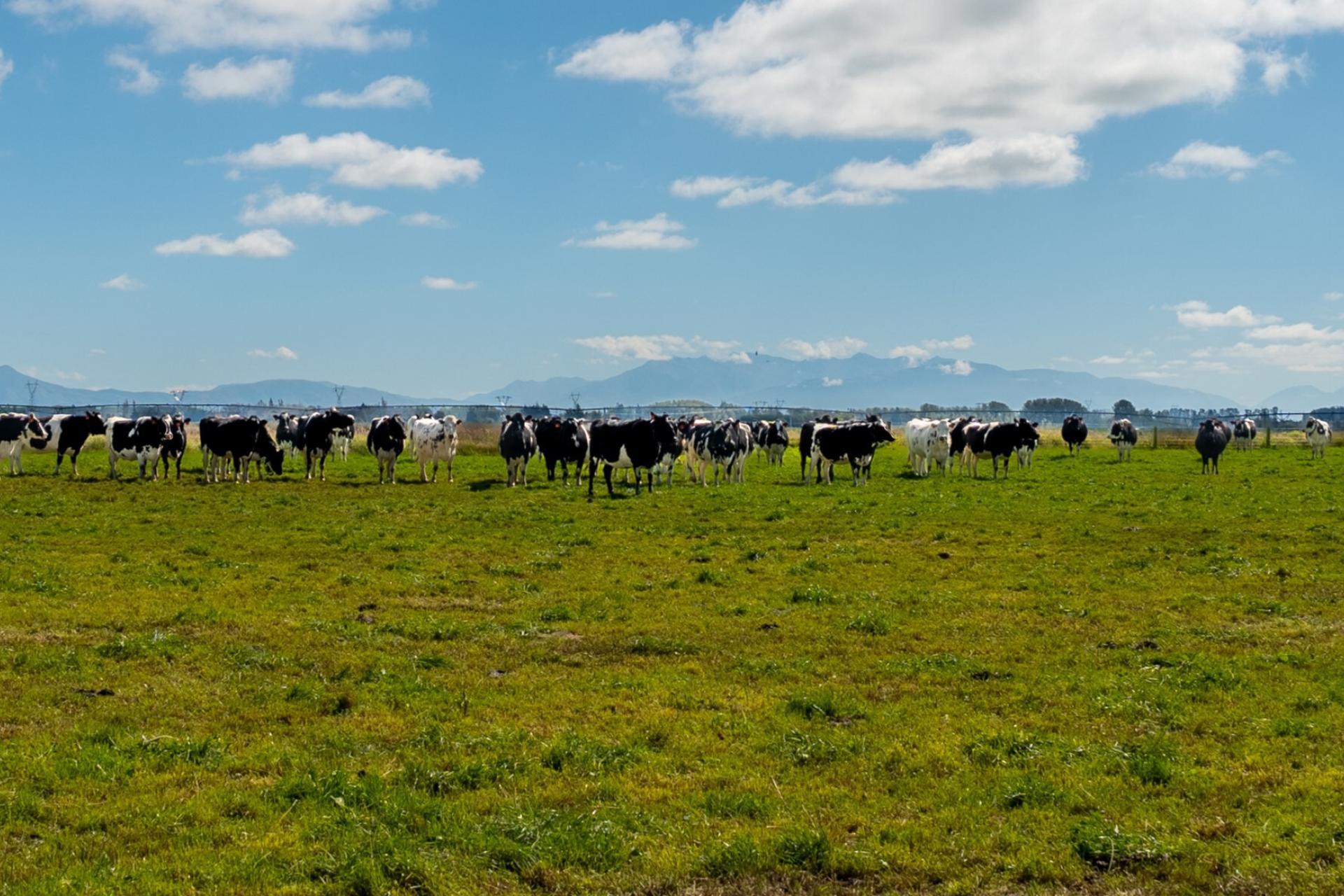 Rangitata Orari Bridge Highway, Rangitata