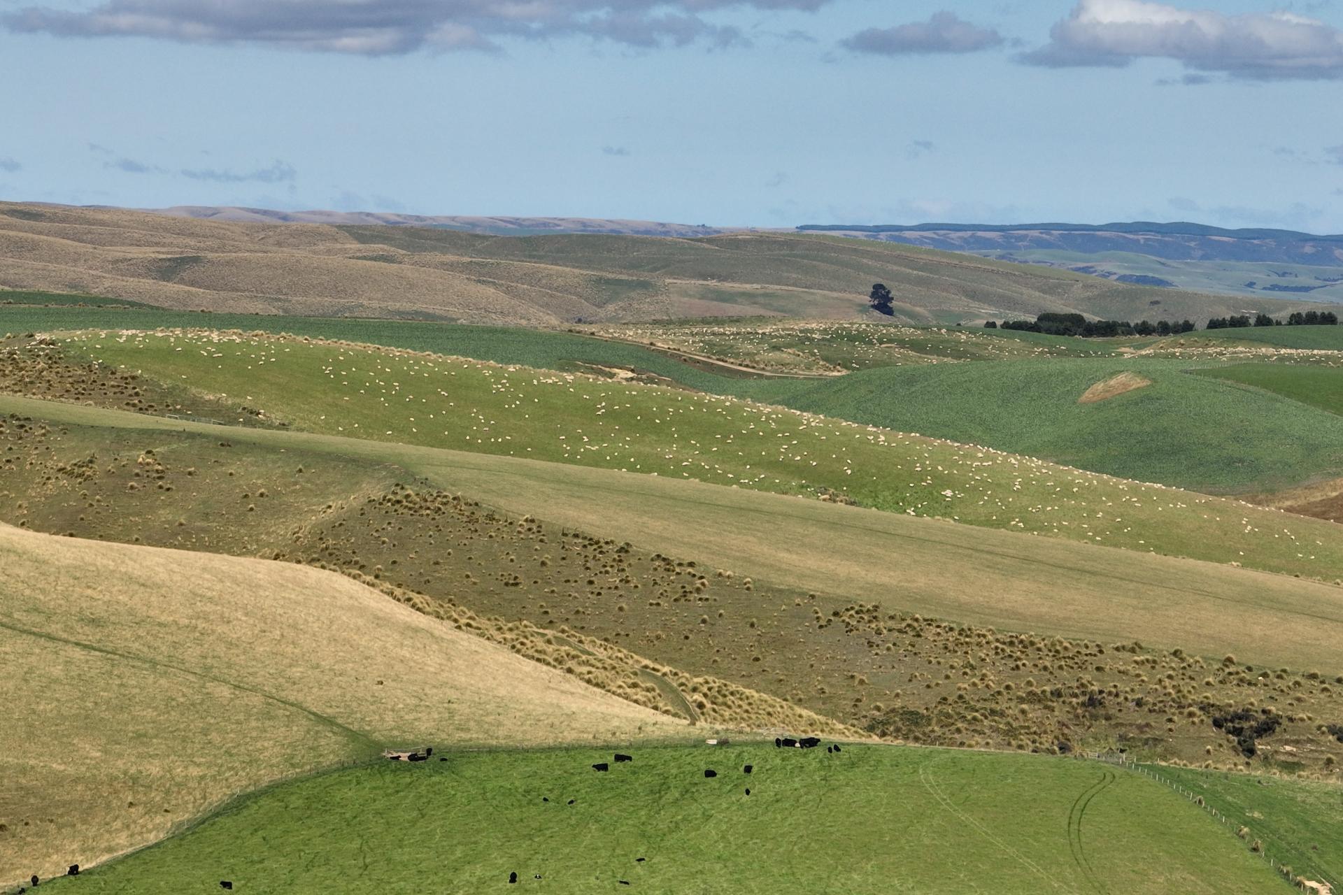 665-901 Tima Burn Road, Teviot