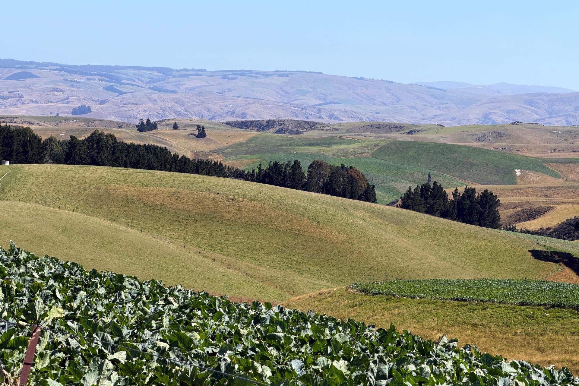 665-901 Tima Burn Road, Teviot