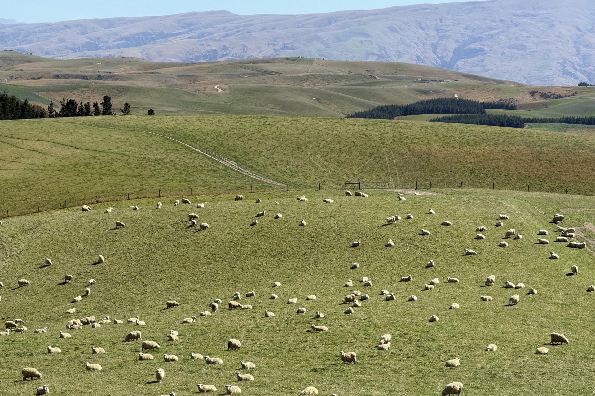 665-901 Tima Burn Road, Teviot