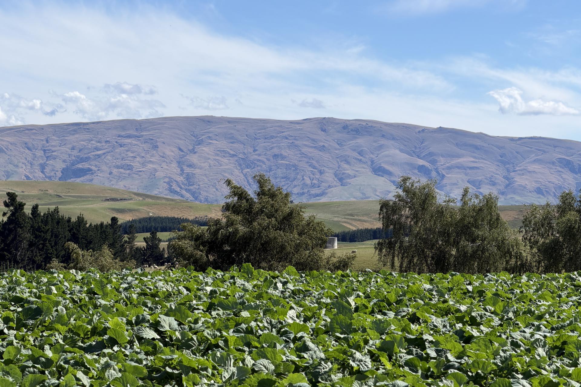 665-901 Tima Burn Road, Teviot