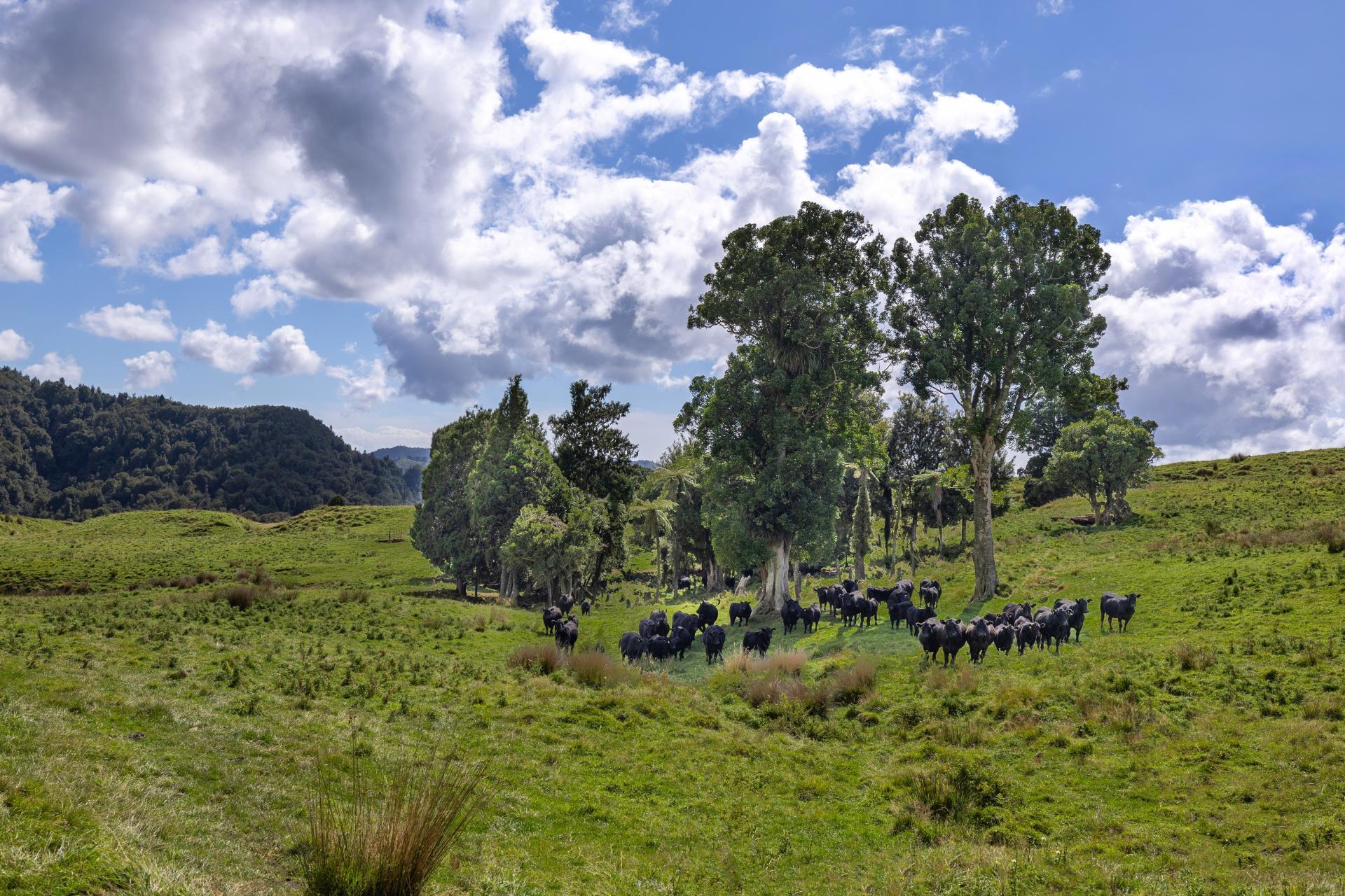 1221 Waitewhena Road, Taumarunui