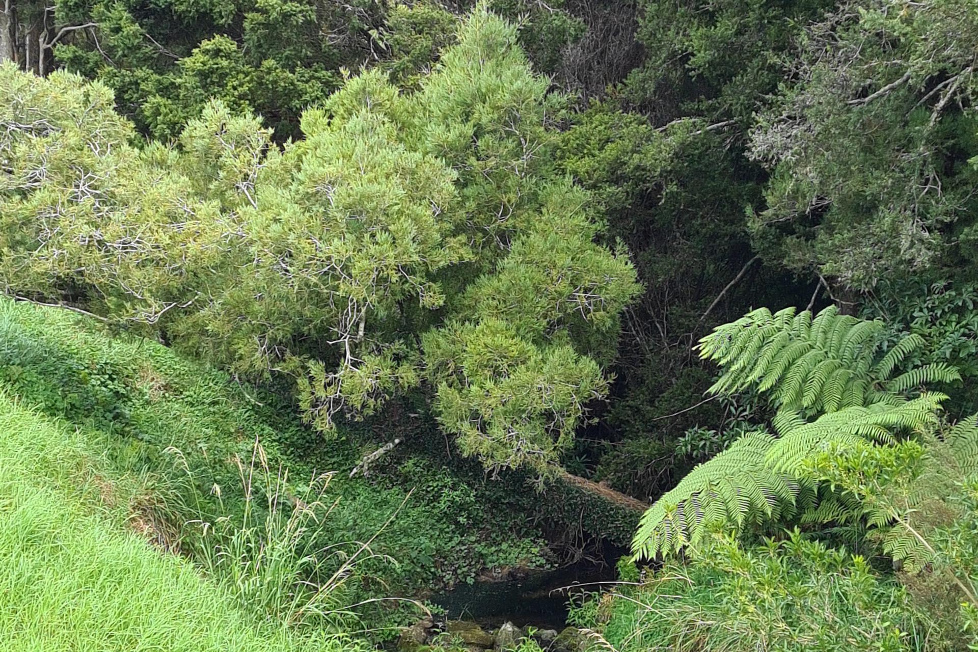 Lot 1, Dodd Road, Maungaturoto