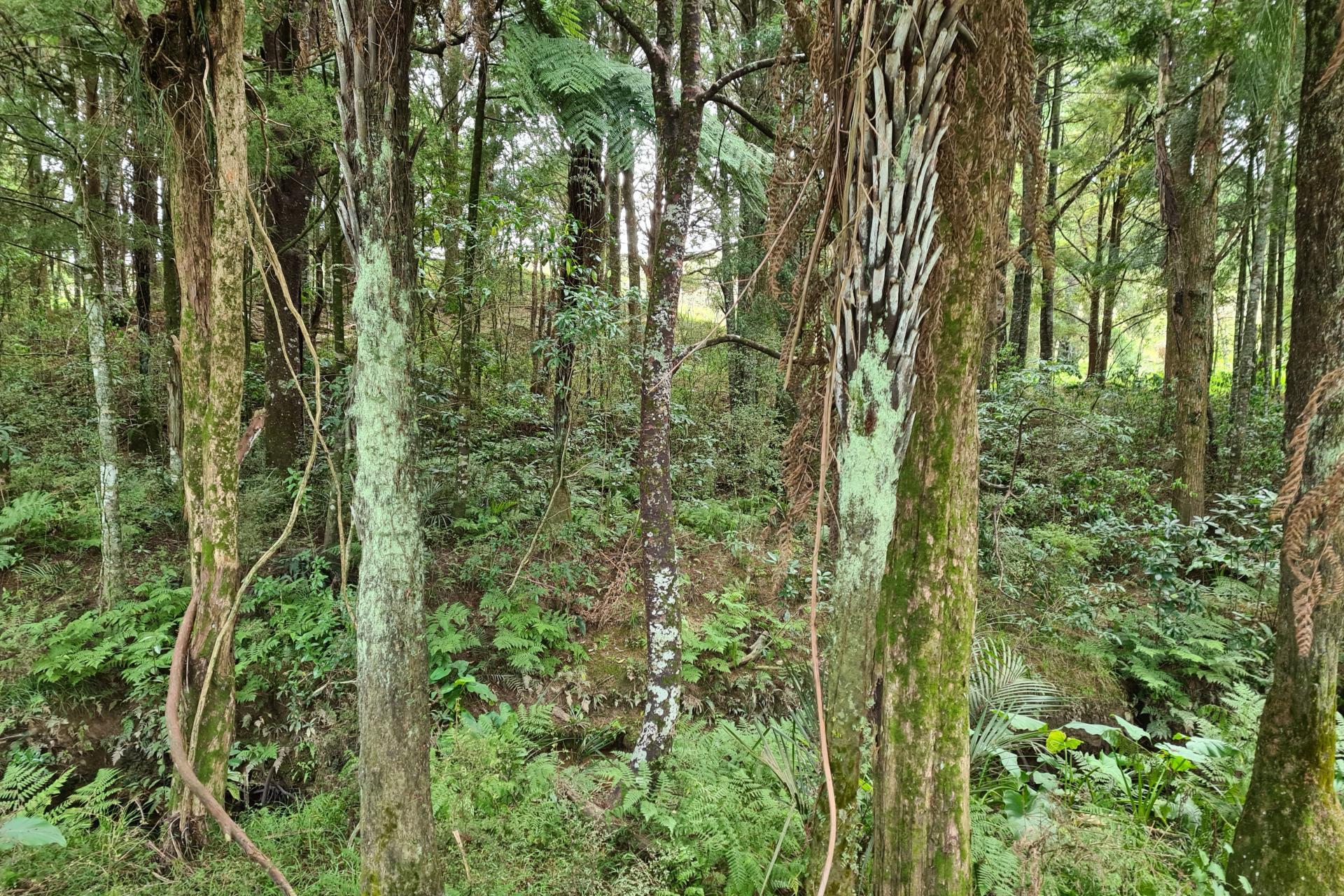 Lot 1, Dodd Road, Maungaturoto