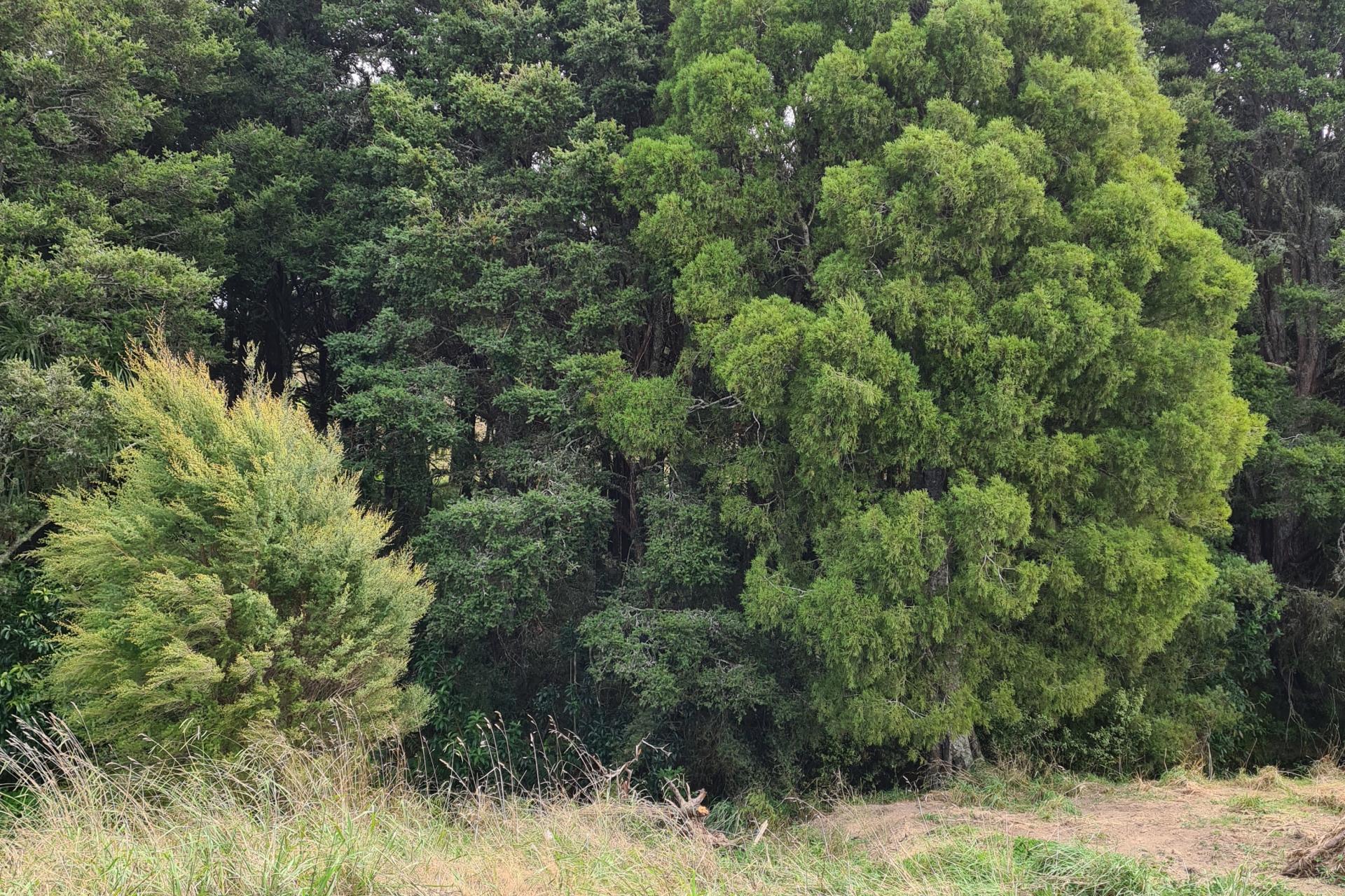 Lot 1, Dodd Road, Maungaturoto