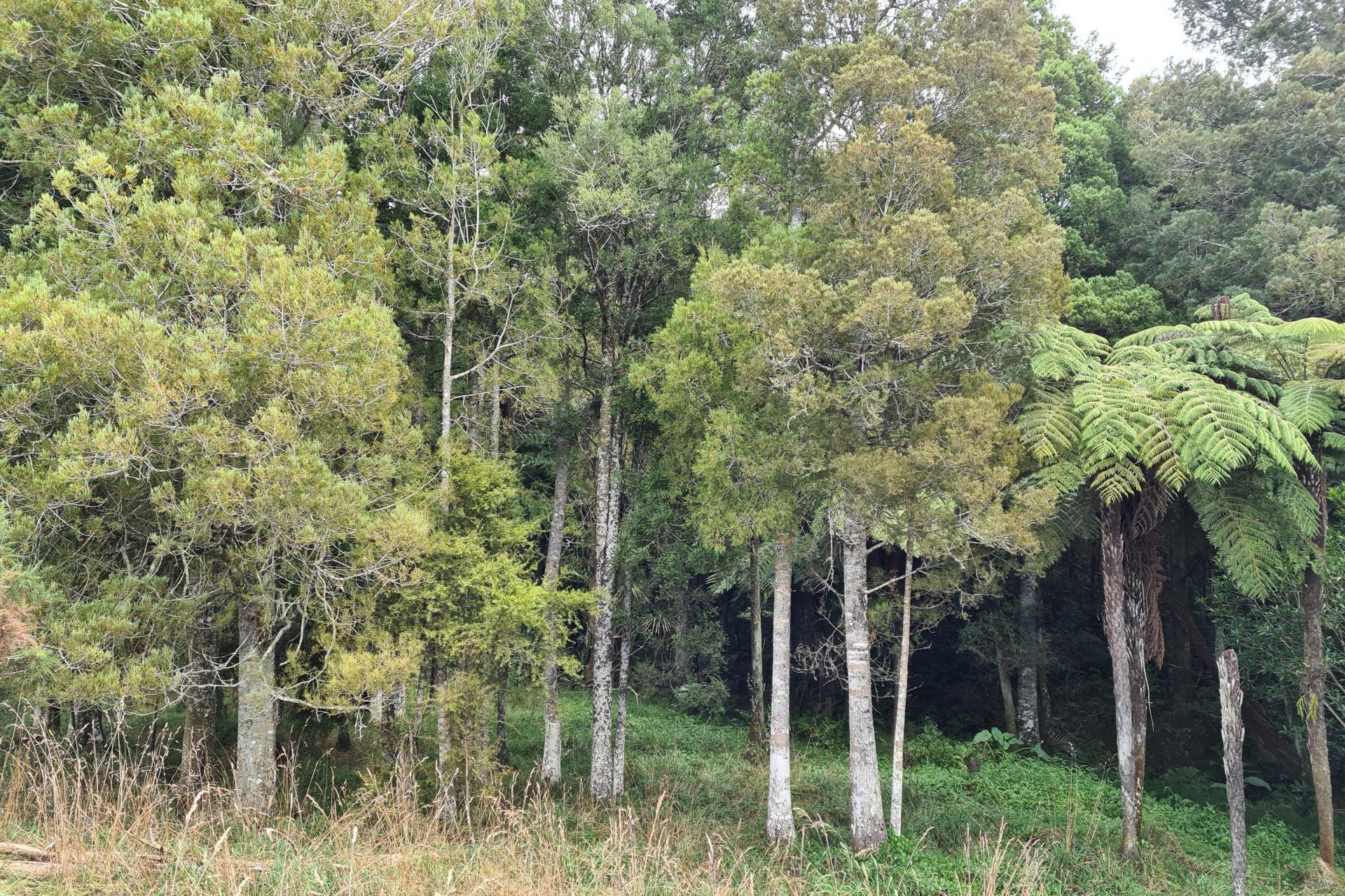 Lot 1, Dodd Road, Maungaturoto