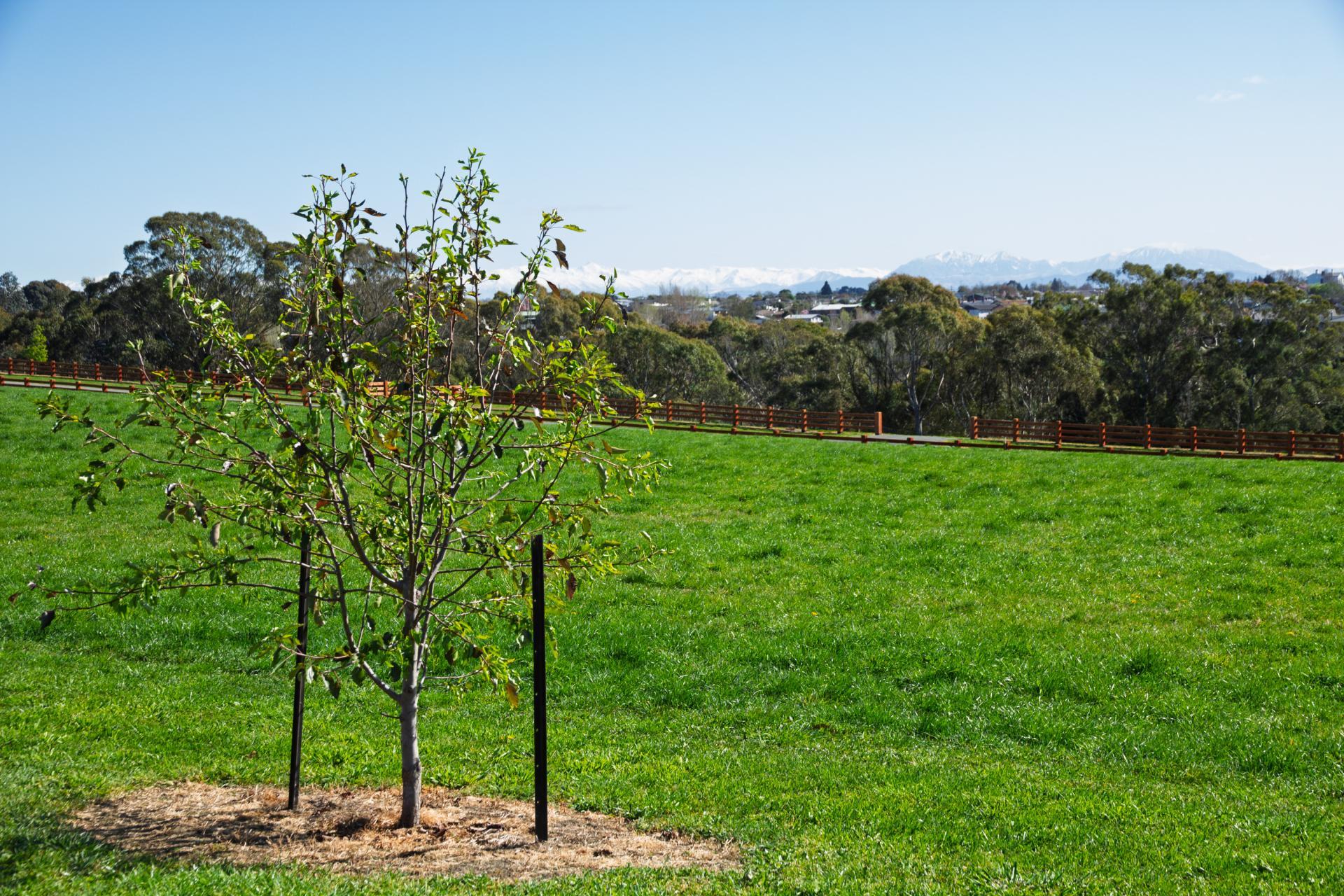 Bluestone Rise, Timaru