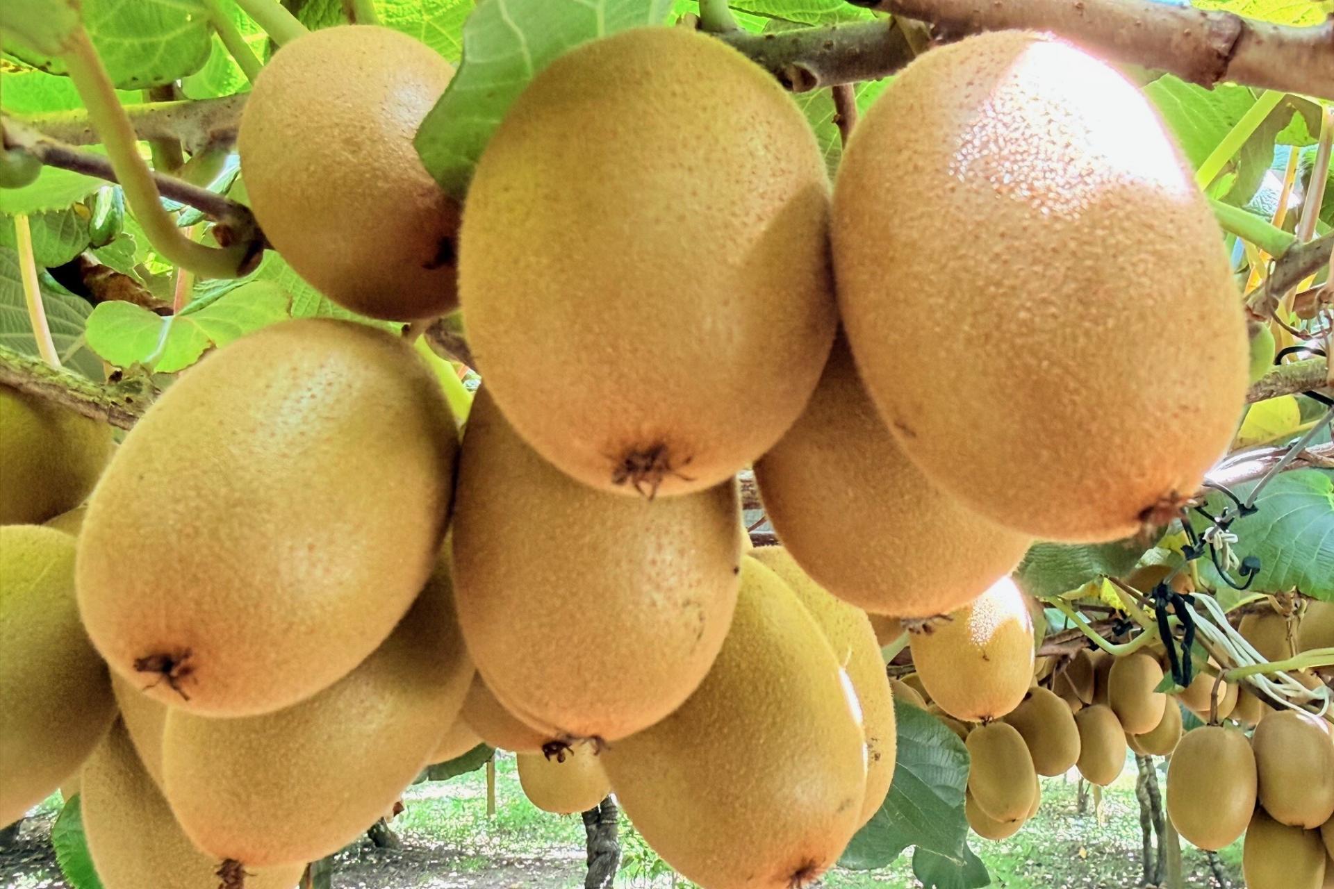 730 Old Coach Road, Pongakawa