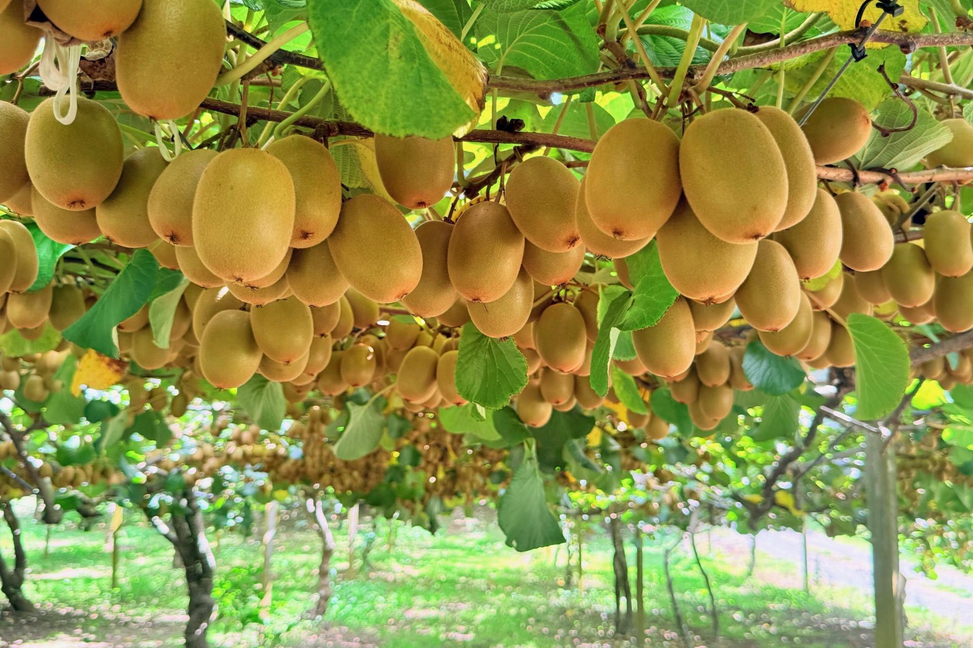 730 Old Coach Road, Pongakawa