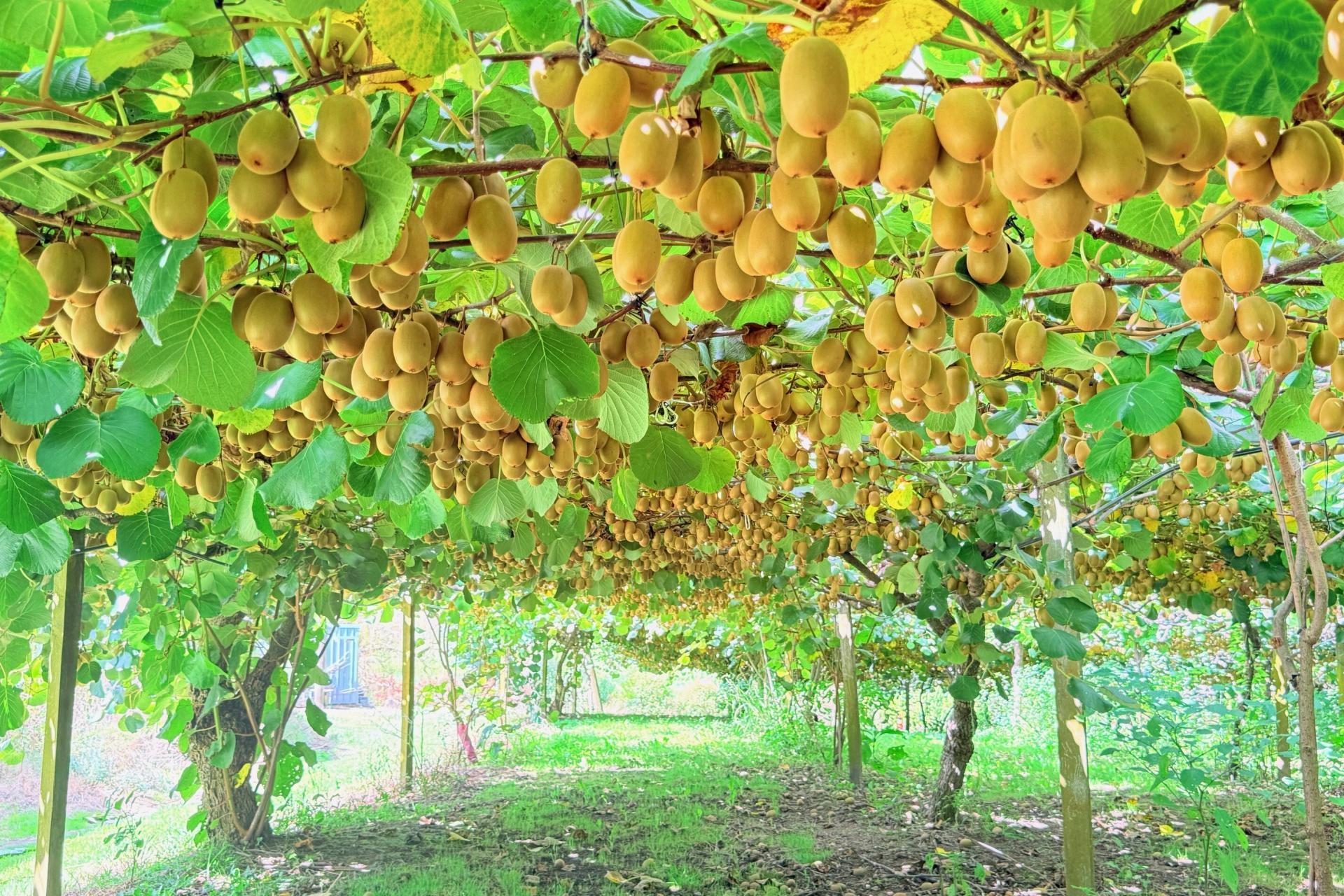 730 Old Coach Road, Pongakawa