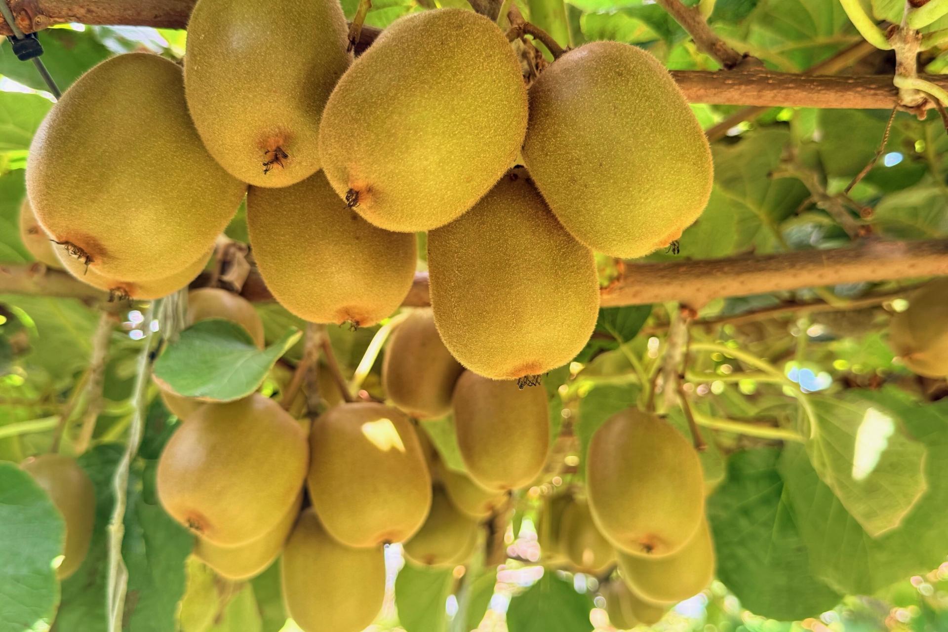 730 Old Coach Road, Pongakawa