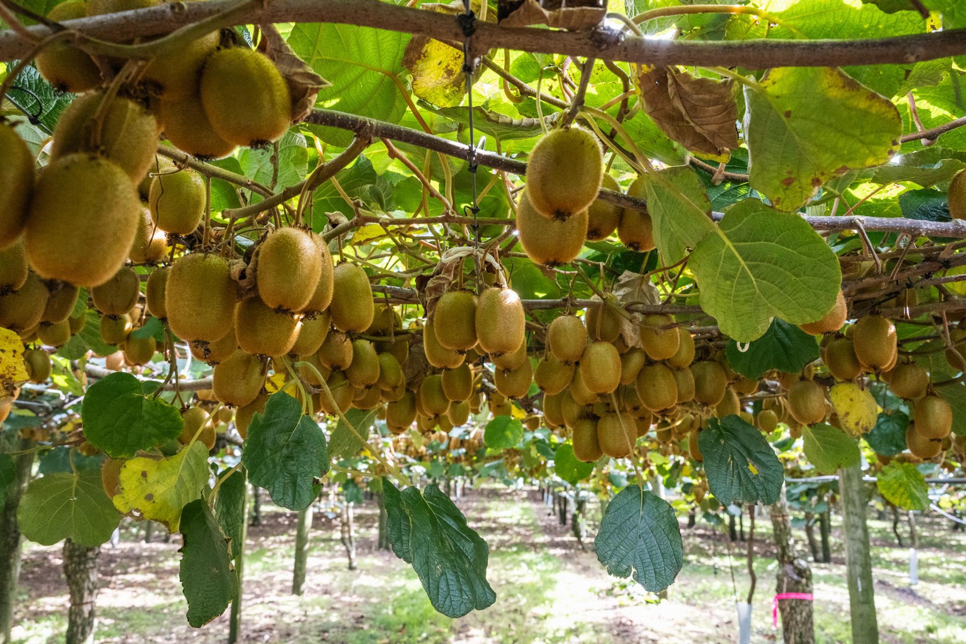 865B Oropi Road, Oropi