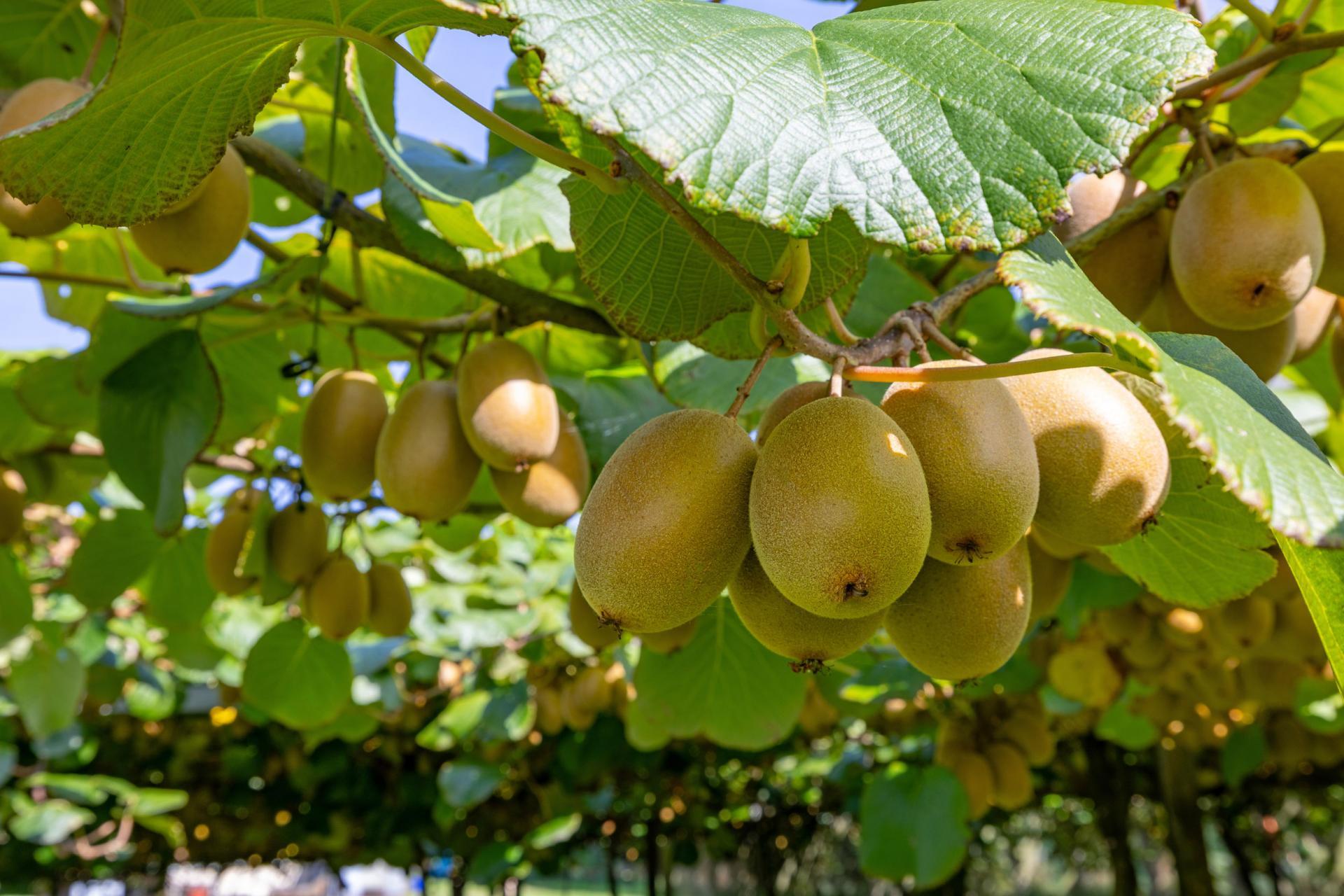 1151 Oreipunga Road, Maungatautari
