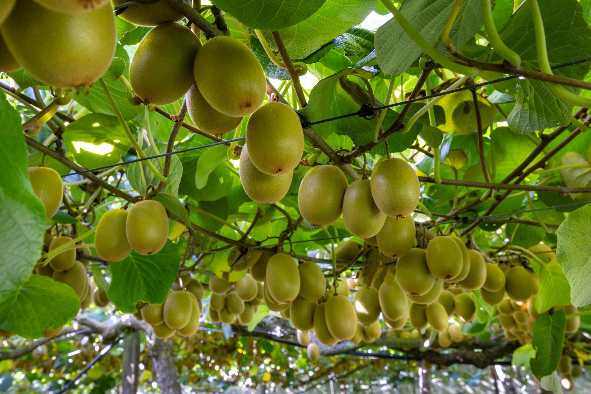 1151 Oreipunga Road, Maungatautari